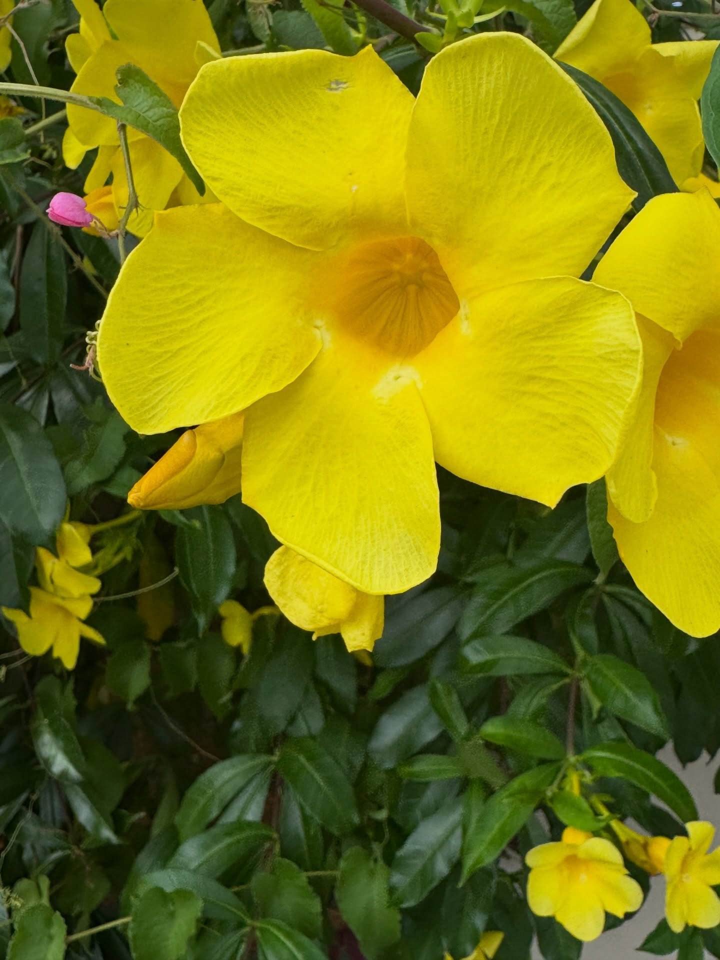 today, today
my heart knew the water&rsquo;s edge 
before my eyes did

#IrisanyaMoon #HeartMagick #LifeIsALoveSpell #SelfDevotion #OceanDevotion