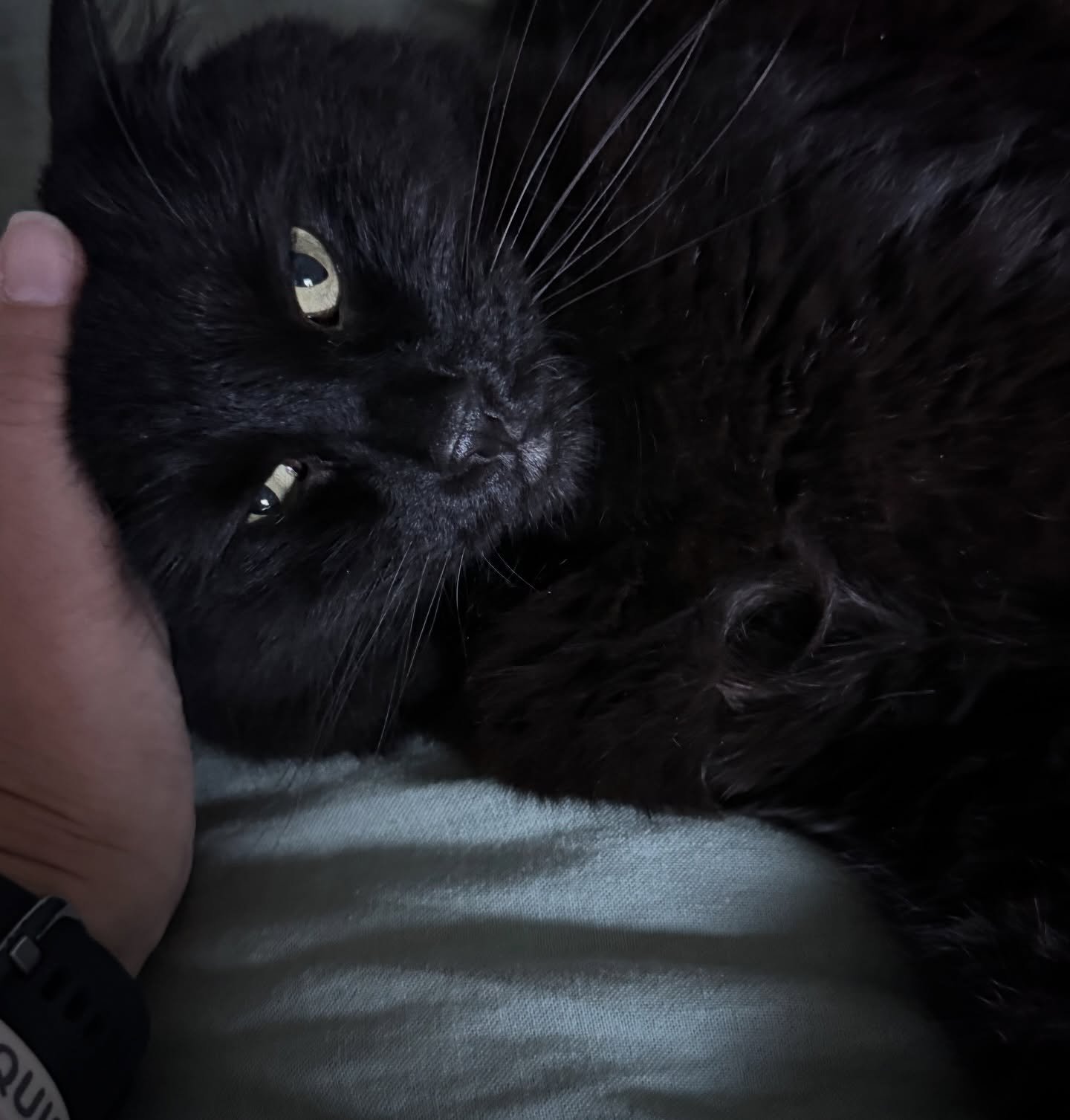 this is how Bear supports me while I do my class readings&hellip; 

#postgrad #author #writer #catmom