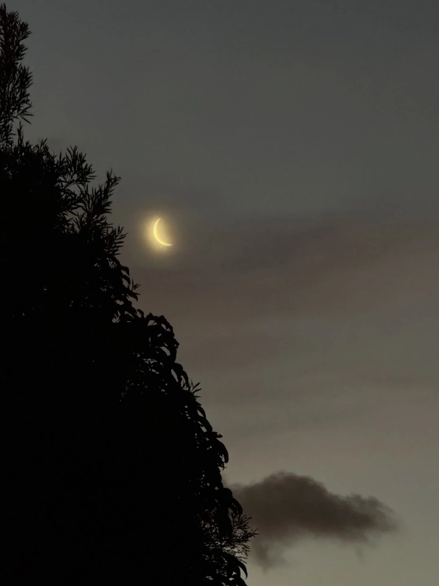 she shines again

#waxingmoon #growth