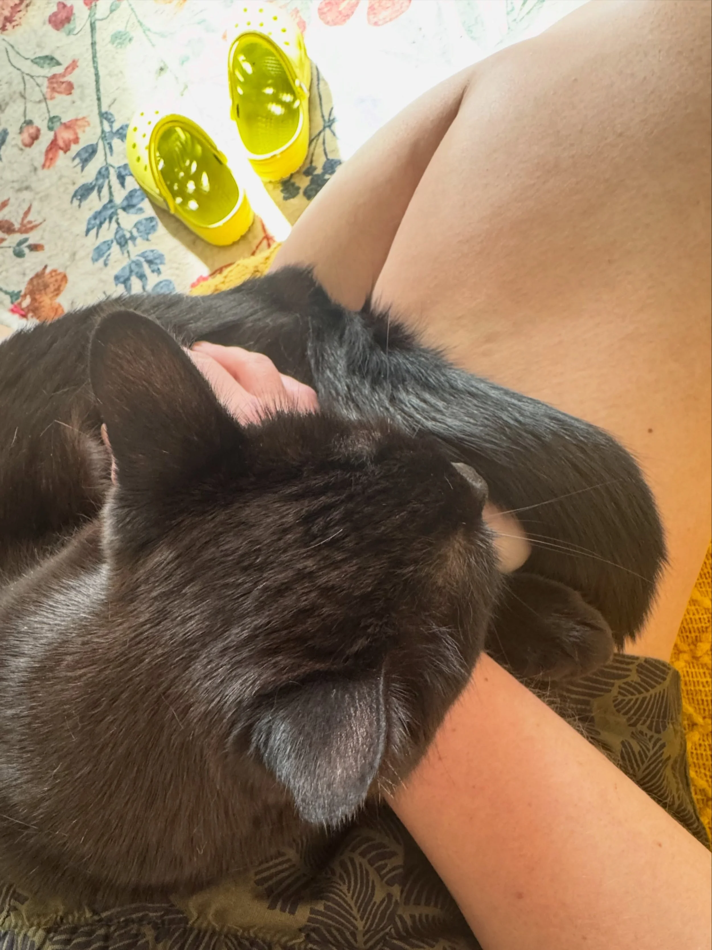 Moon helped me:

choose/send four submission pieces, 
watch one video for class and 
begin a new piece for a journal submission.

Thanks Moon!

(Bear also helped but was not open to photography today.)

#catmom #writer #author #amwriting #poet