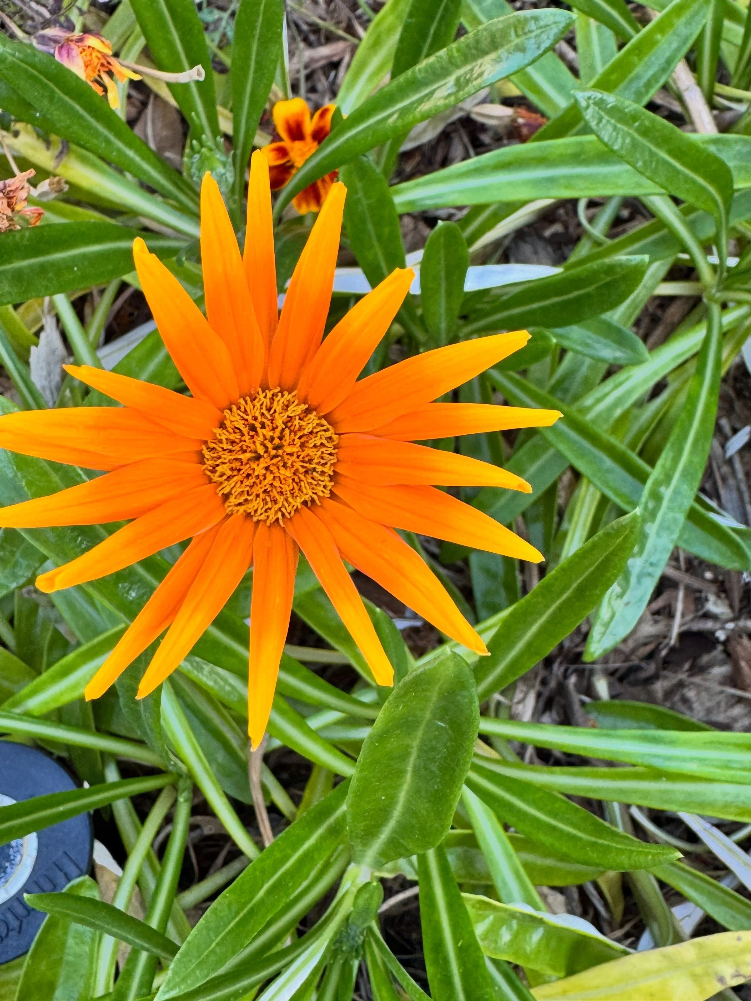 random pictures/omens from week 4 of semester 2&hellip;

#writer #postgrad #australia #brisbane #catmom