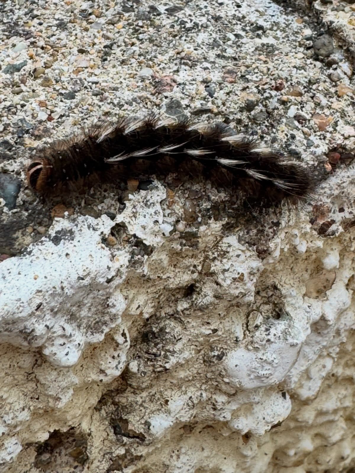 caterpillar friend

#friend #caterpillar #queensland