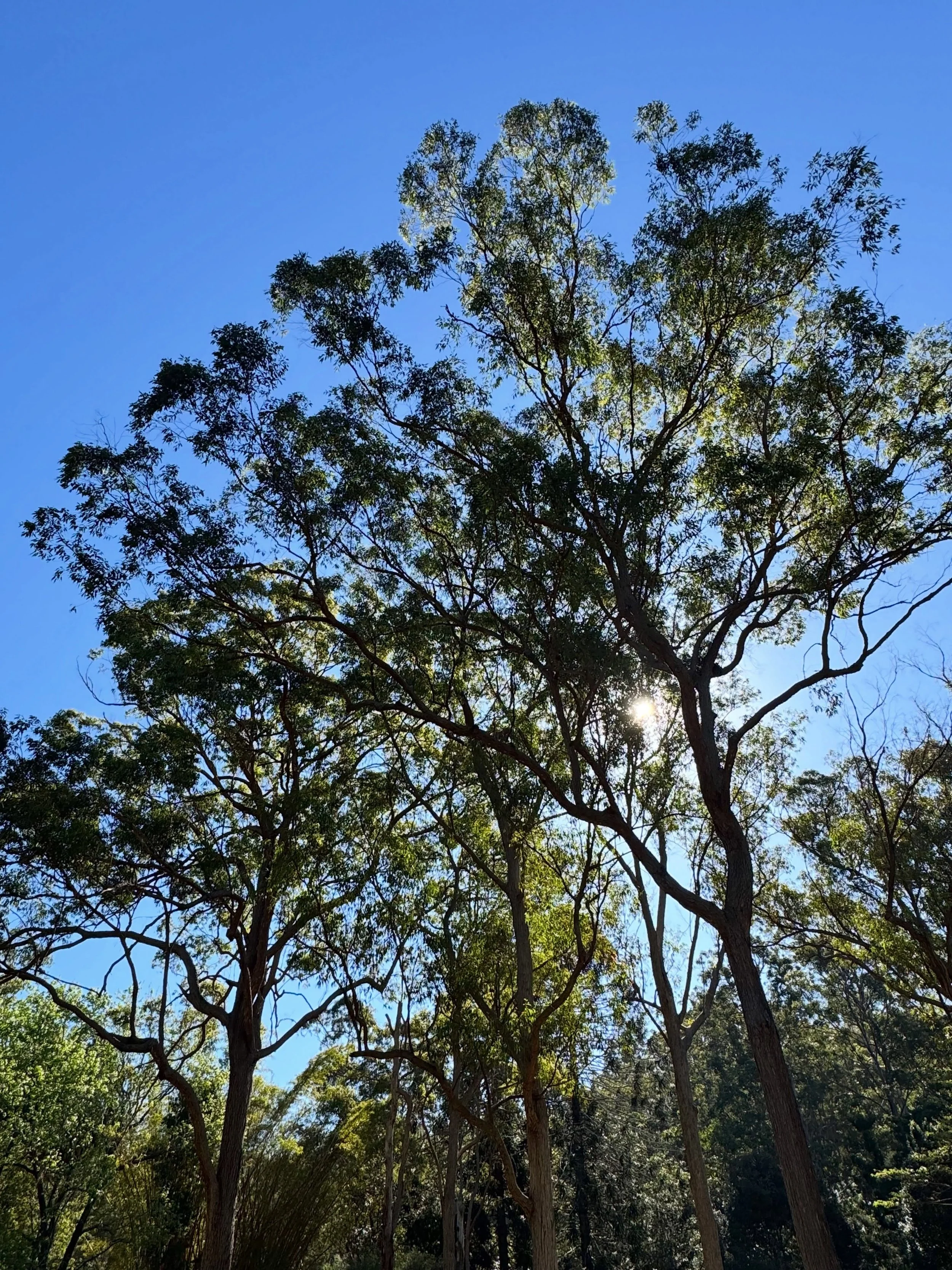 happy equinox &mdash; 
the world shifts, 
the light shifts
and everything changes&hellip;

#equinox #witchery #community #magick #somanybirds