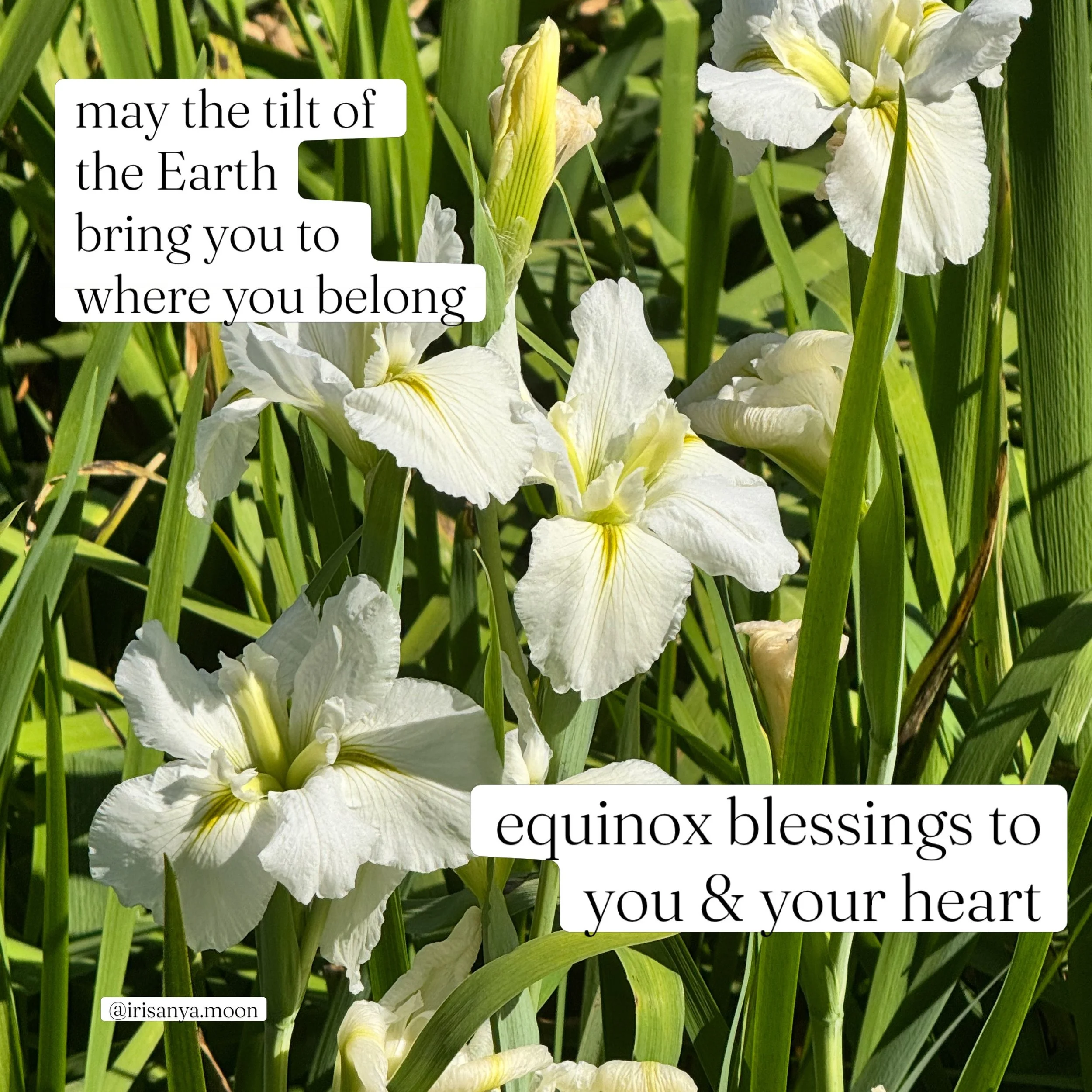 may the tilt
of the Earth
bring you to
where you belong

equinox blessings to
you &amp; your heart

xo Irisanya 

#equinox #spring #fall #tilt #blessings