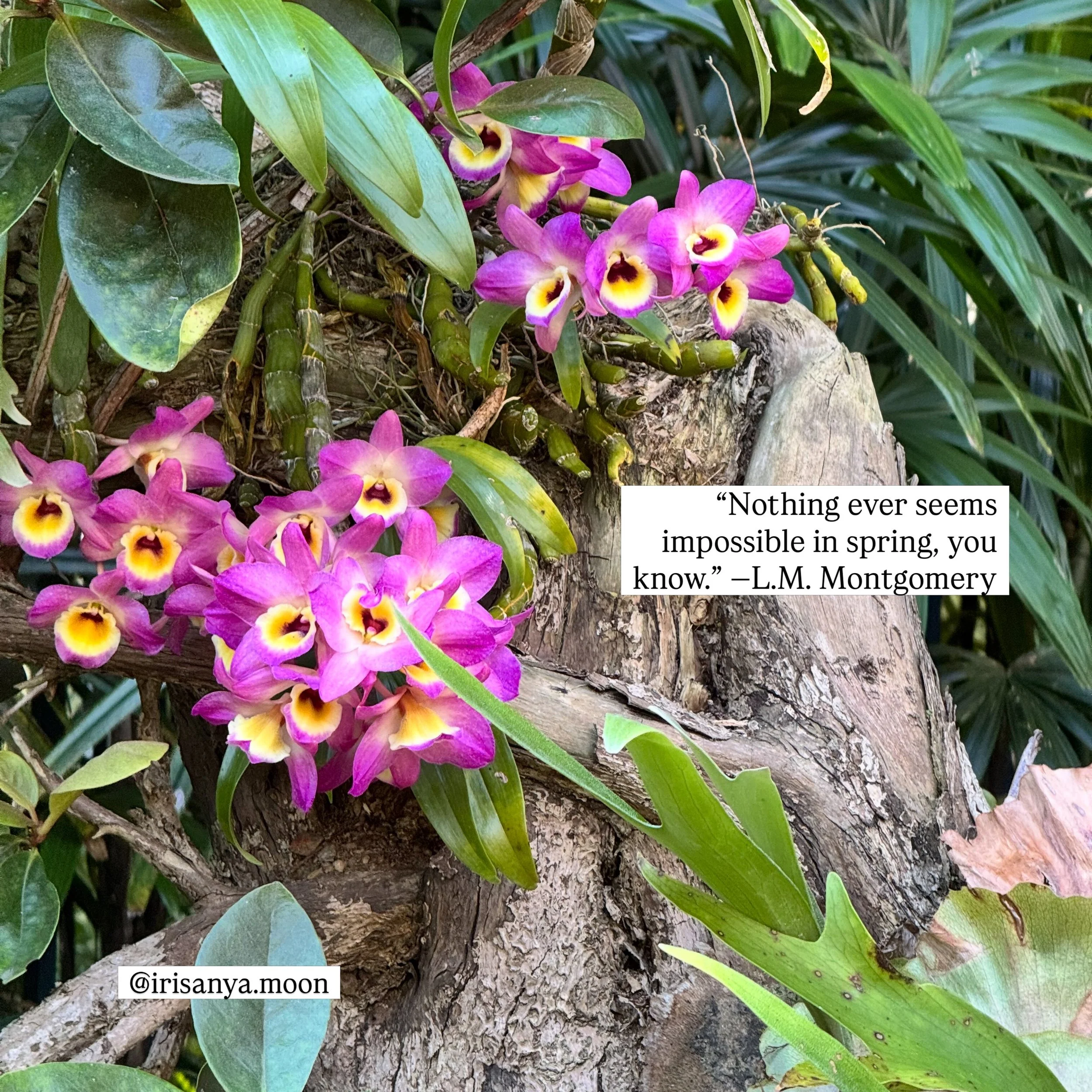 &ldquo;Nothing ever seems impossible in spring, you know.&rdquo; &mdash;L.M. Montgomery

While the shifts in season often unsettle me, the way time goes on, leaving behind what cannot be the same way again, hope follows each hesitant breath.

What ha