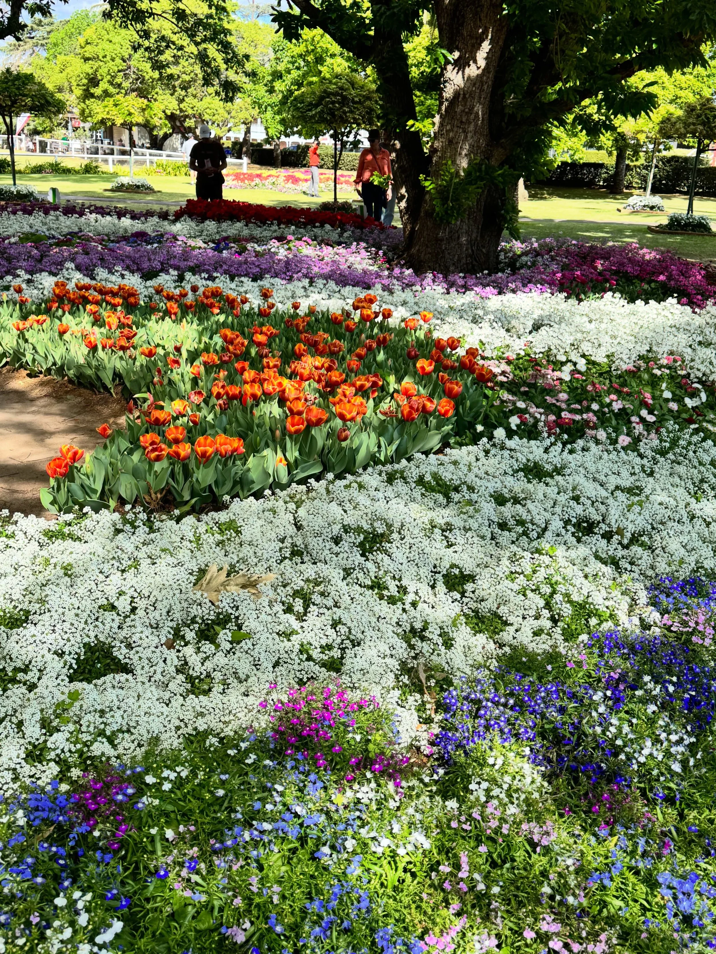 oh Toowoomba. 

thank you for the stunning day.

#lifeisalovespell #flowers #selfdevotion