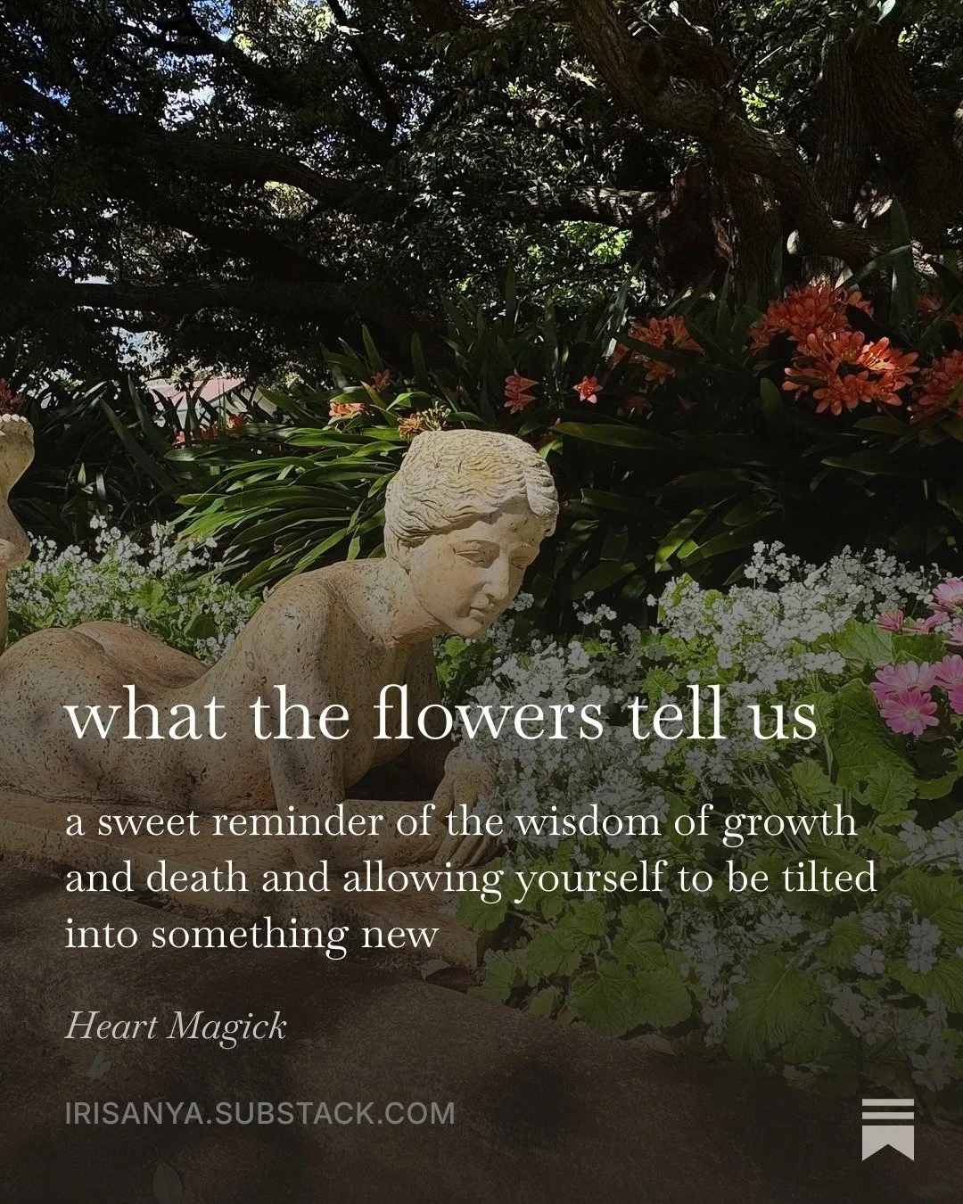 Coming soon...flowers.

(Written a little later than usual because...flowers.)

#heartmagick #flowers #change