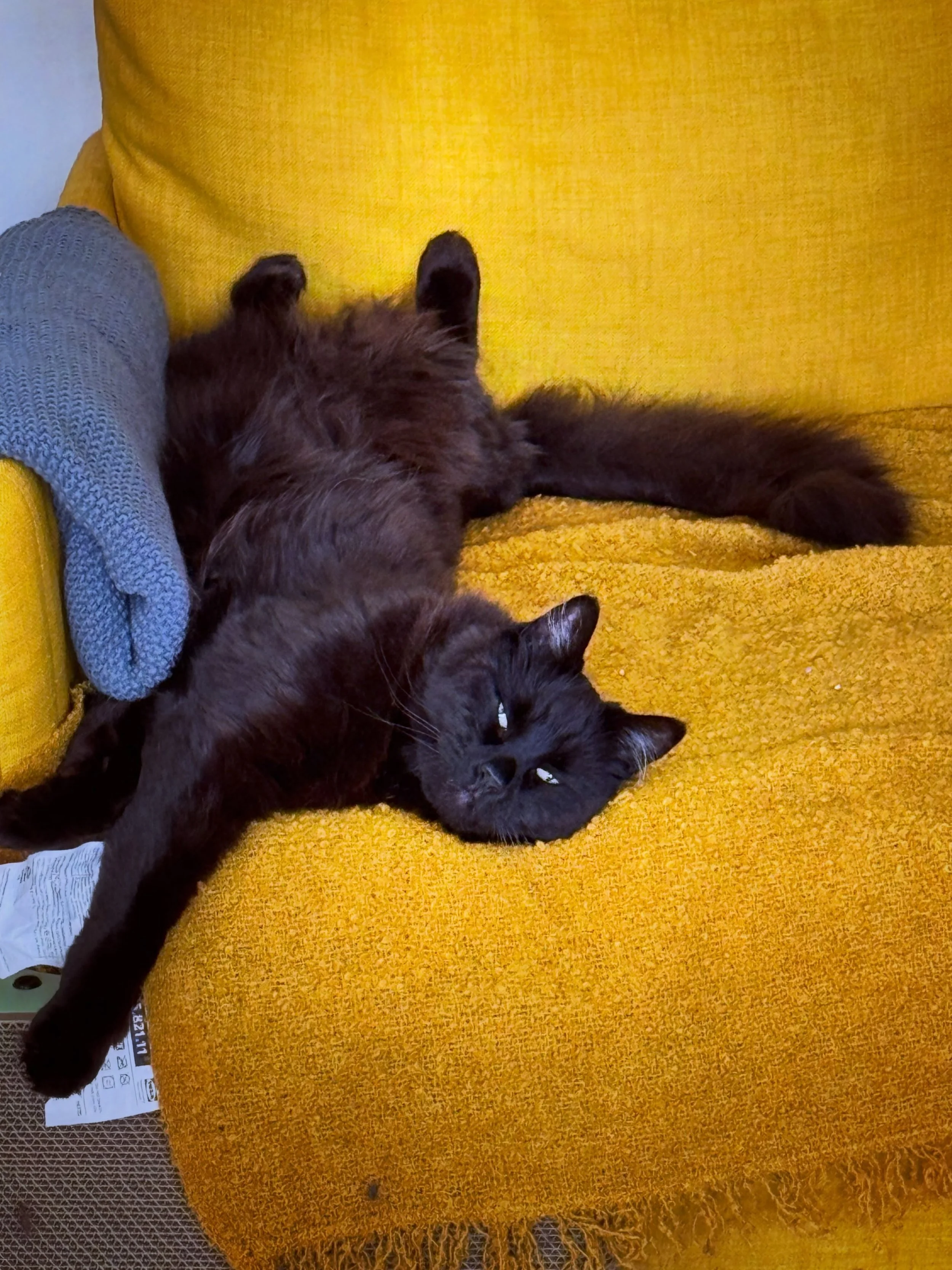 the boys had a &lsquo;rough&rsquo; day

#blackcats #catmom #allthenaps
