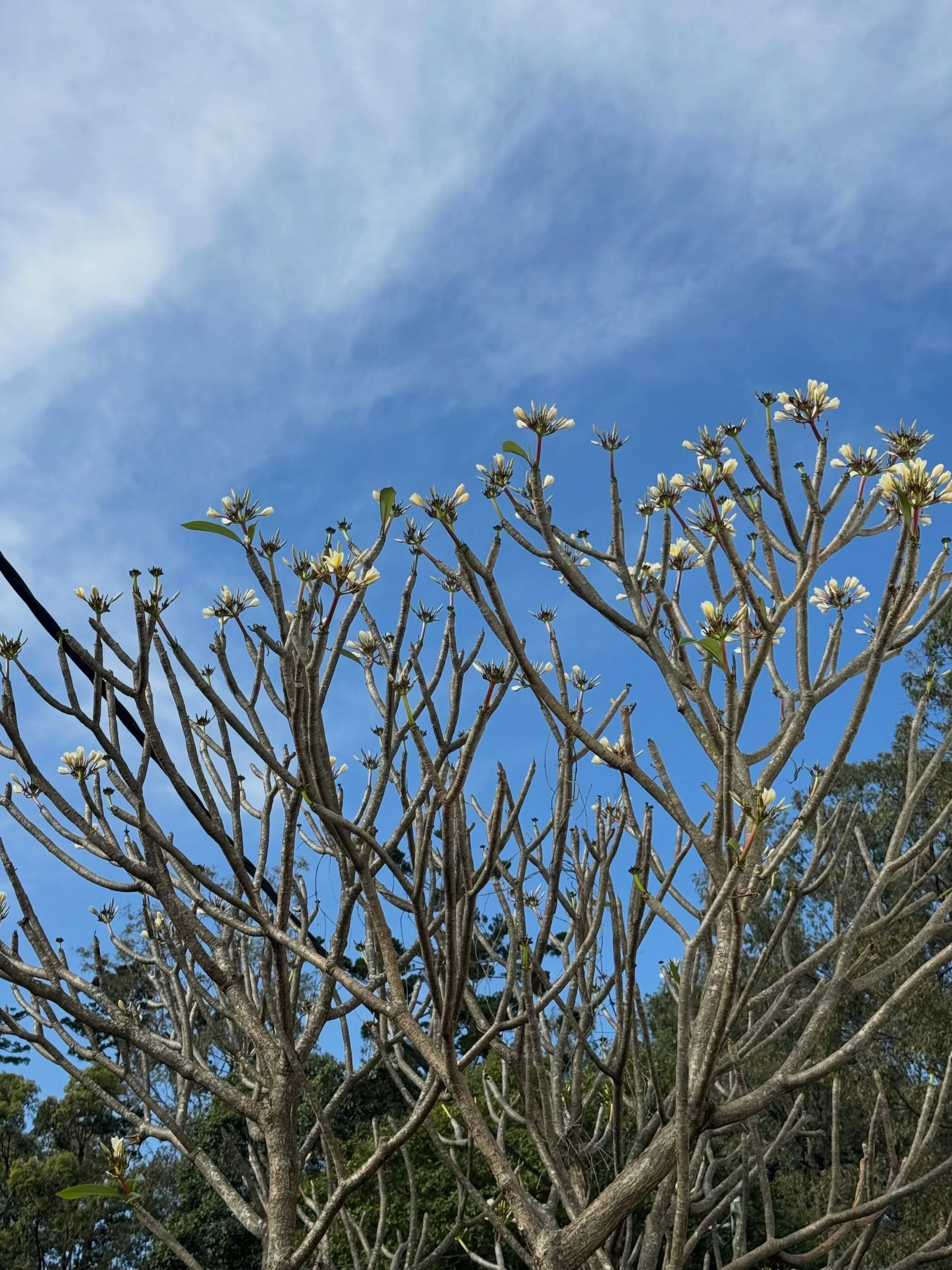 #bloom #frangipani #plumeria #jacaranda #lifeisalovespell
