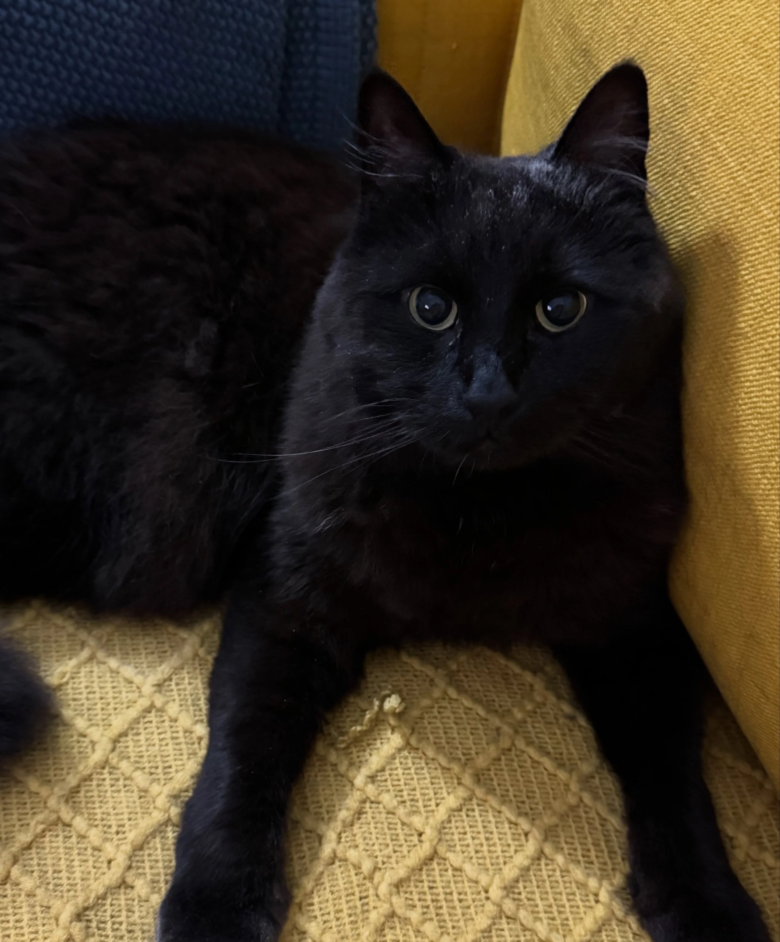 Bear says: lock it in, Mom.

After waking up to a mysterious puddle of water (rain!) in my bathroom and cat vomit, it&rsquo;s time to start locking it in for school assessments, book edits, book launch, and recording a brand new online course. 

Here
