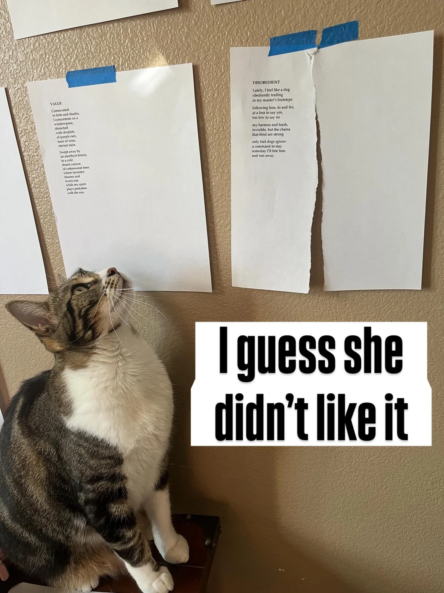 My cat just sauntered in and ripped my poem about a dog in half and off my editing wall. She&rsquo;s my toughest critic but I didn&rsquo;t think it was THAT bad!!

#poetry #poem #poetrycommunity #editor #editing #writingprocess #critic #cat #cats #wo