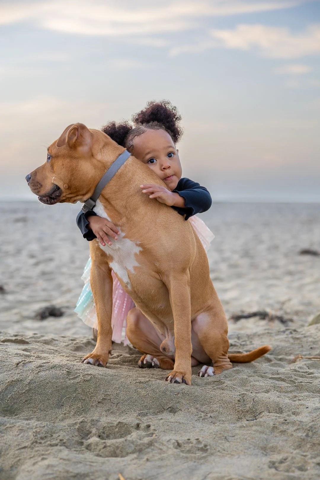 A young girl hugging a large brown and white dog on a sandy beach with a cloudy sky in the background.