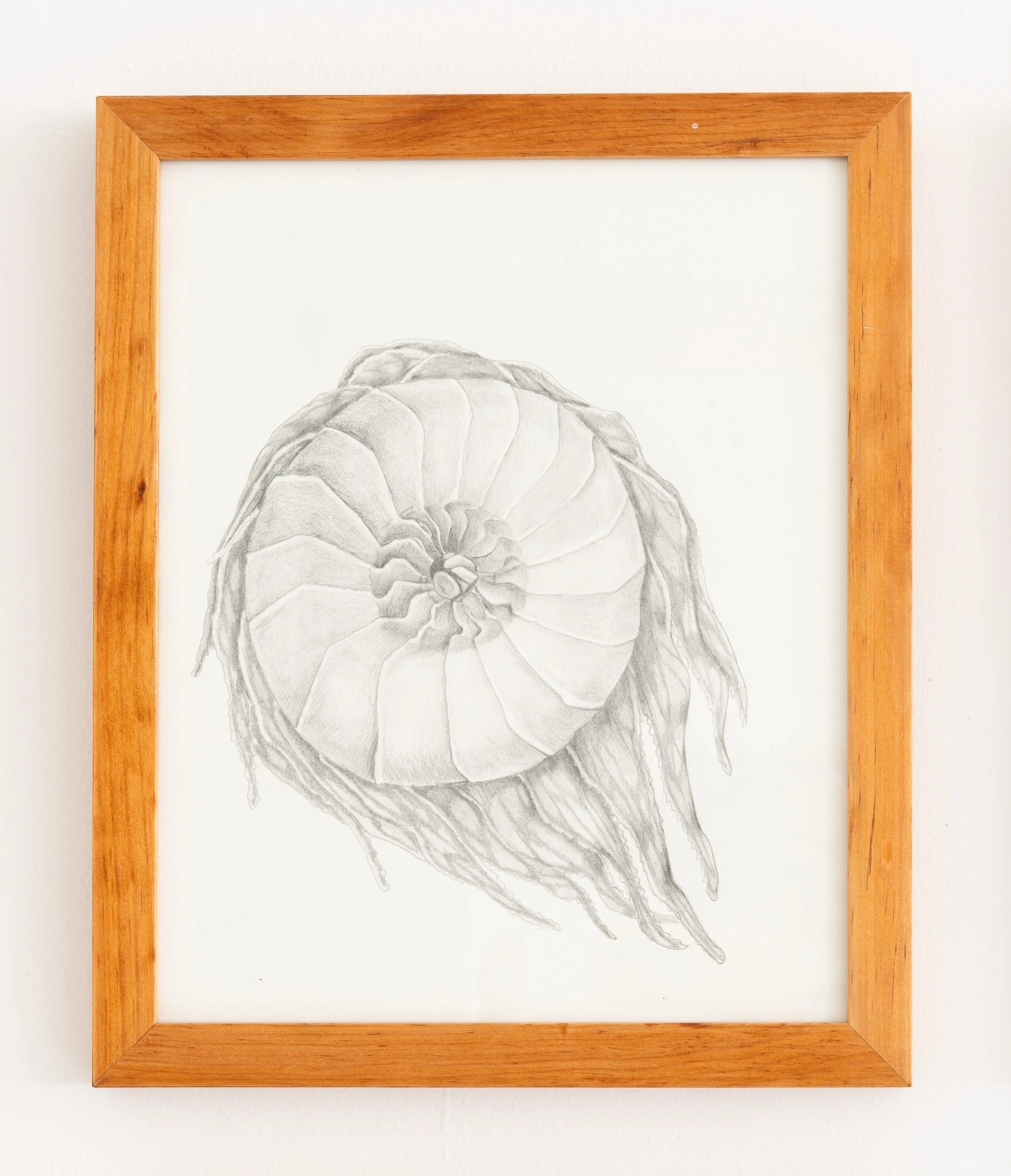 Miguel Ángel Salazar & Carlos Iván Hernández,  Cheliceratópoda , 2024. Pencil on paper, 15 3/8 x 12 5/8 in.