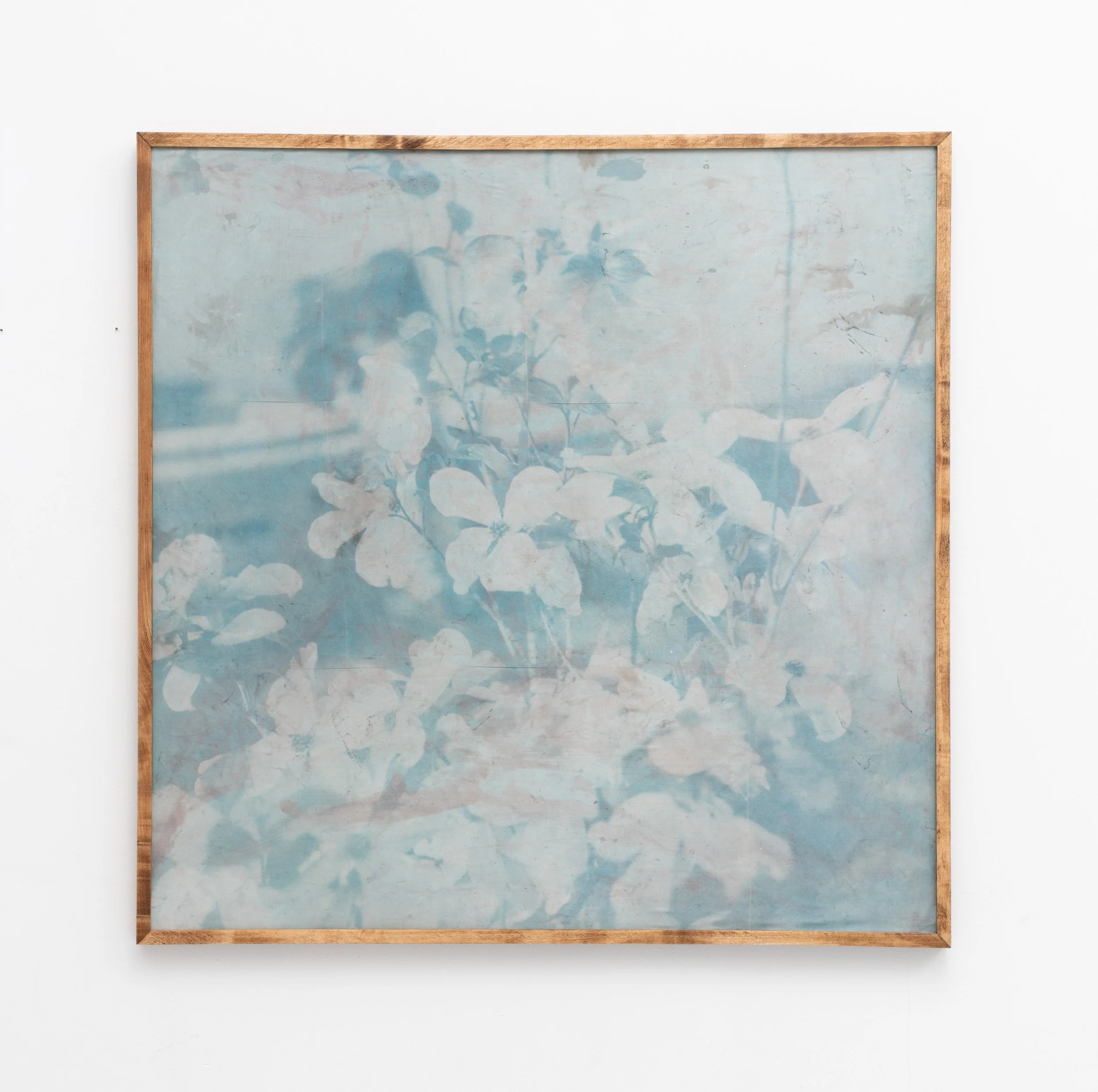 Pat Reynolds,  Flowering Dogwood , 2026. Toned cyanotype on cotton, maple, Danish oil; 43 x 43 x 1.5 in.