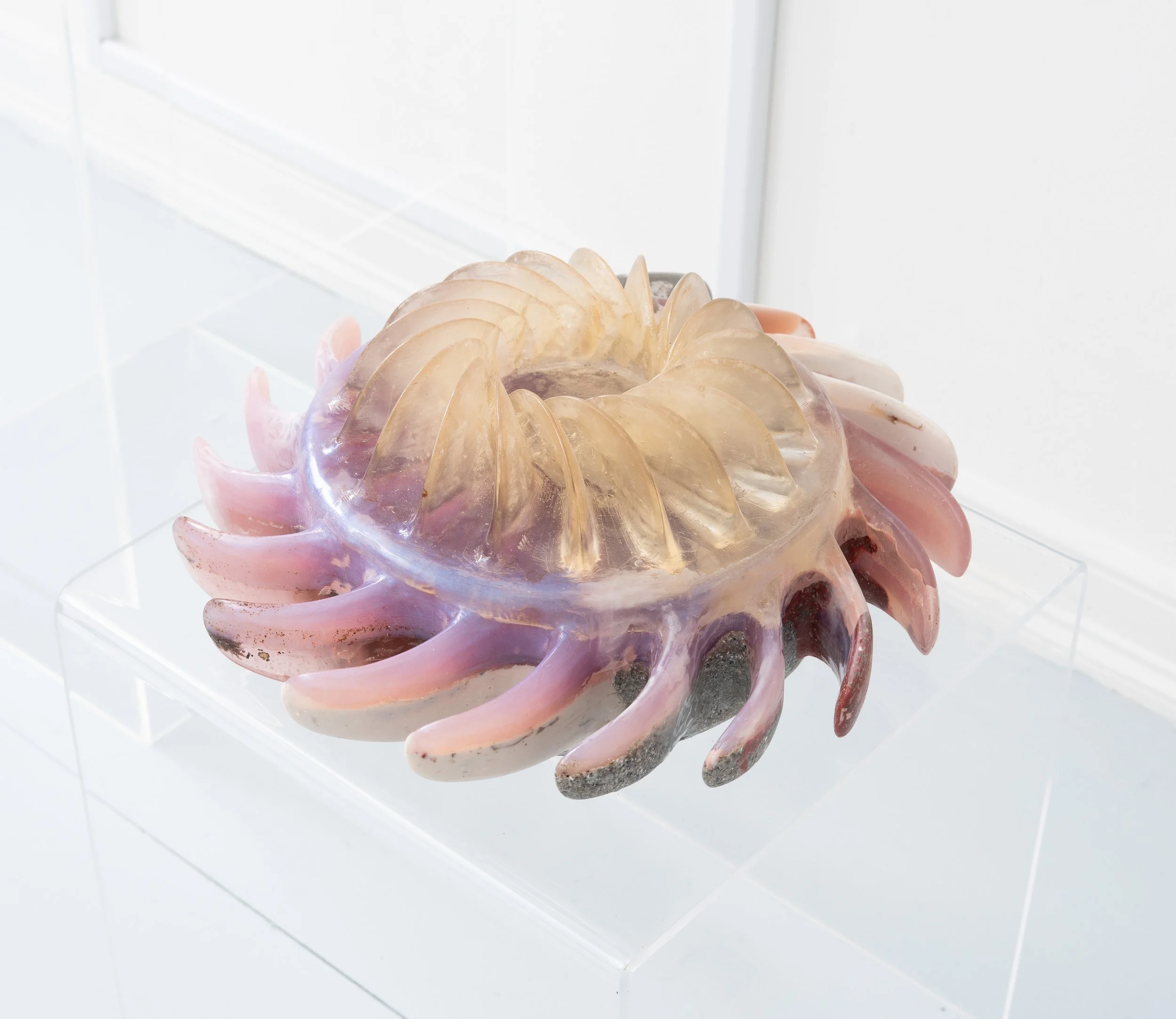 Miguel Ángel Salazar & Carlos Iván Hernández,  Aurora Stauridae , 2026. Cast Resin, 6 x 13 x 13 in.