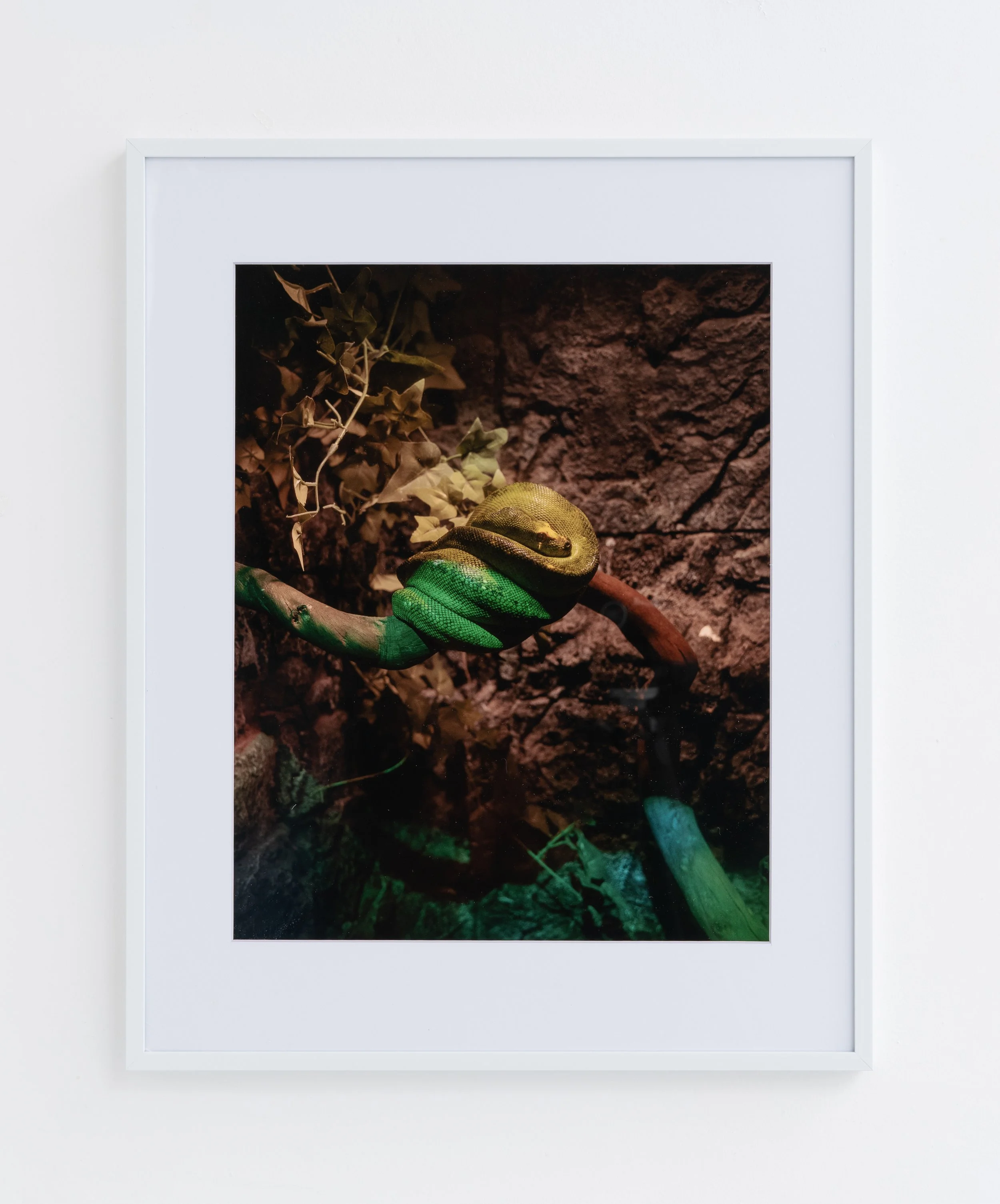 Amiko Li,  … Lurking , 2024. Inkjet print in aluminum frame, 20 3/16 x 16 3/16 x 1 in. Printed 2025. Edition of 3 plus 1 AP.