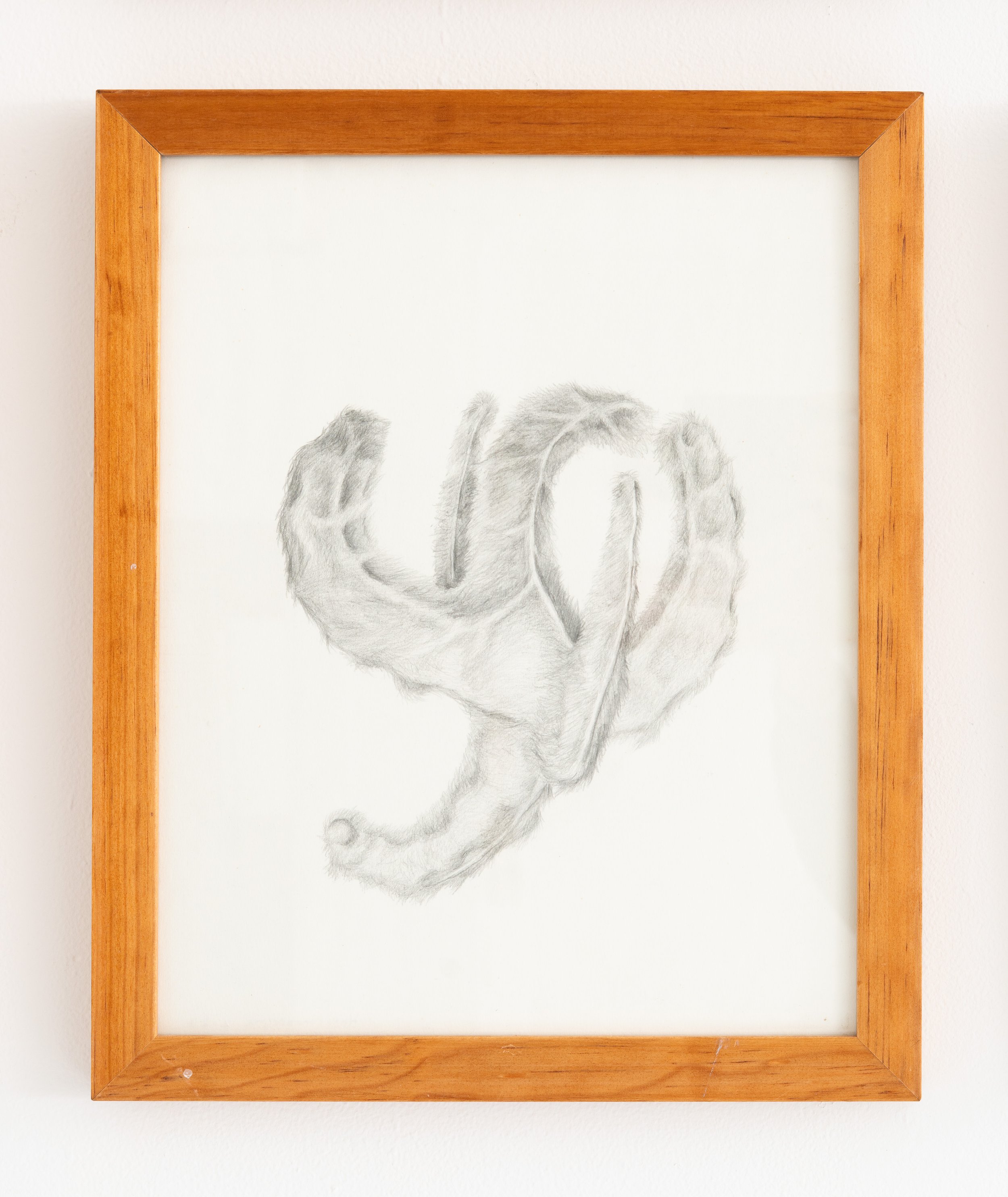 Miguel Ángel Salazar & Carlos Iván Hernández,  Hexefoneoderma , 2024. Pencil on paper, 15 3/8 x 12 5/8 in.