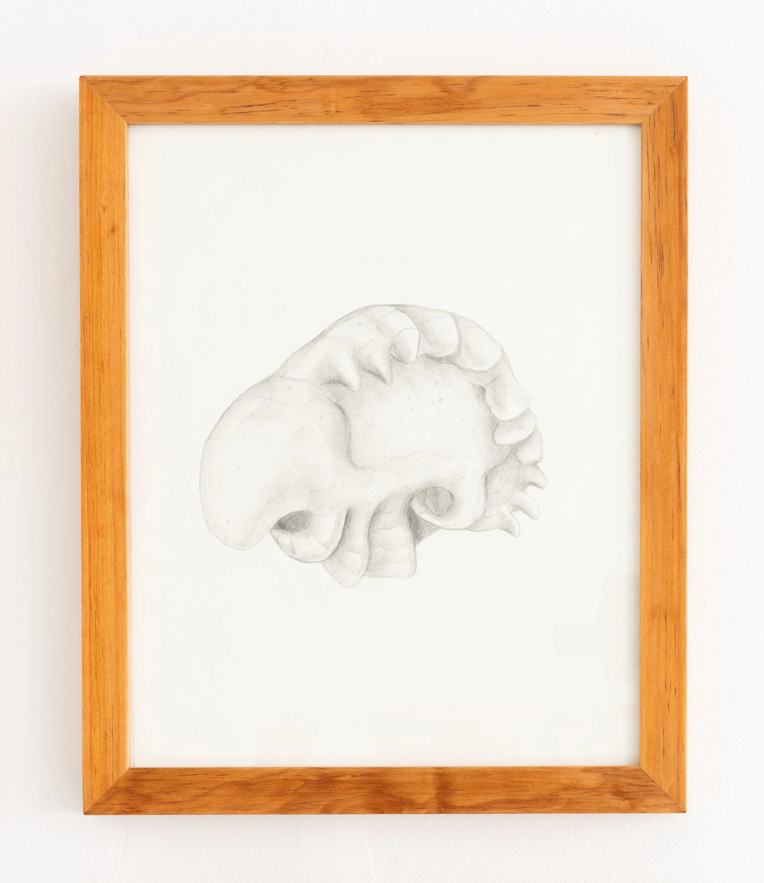 Miguel Ángel Salazar & Carlos Iván Hernández,  Ostracocaris , 2024. Pencil on paper, 15 3/8 x 12 5/8 in.