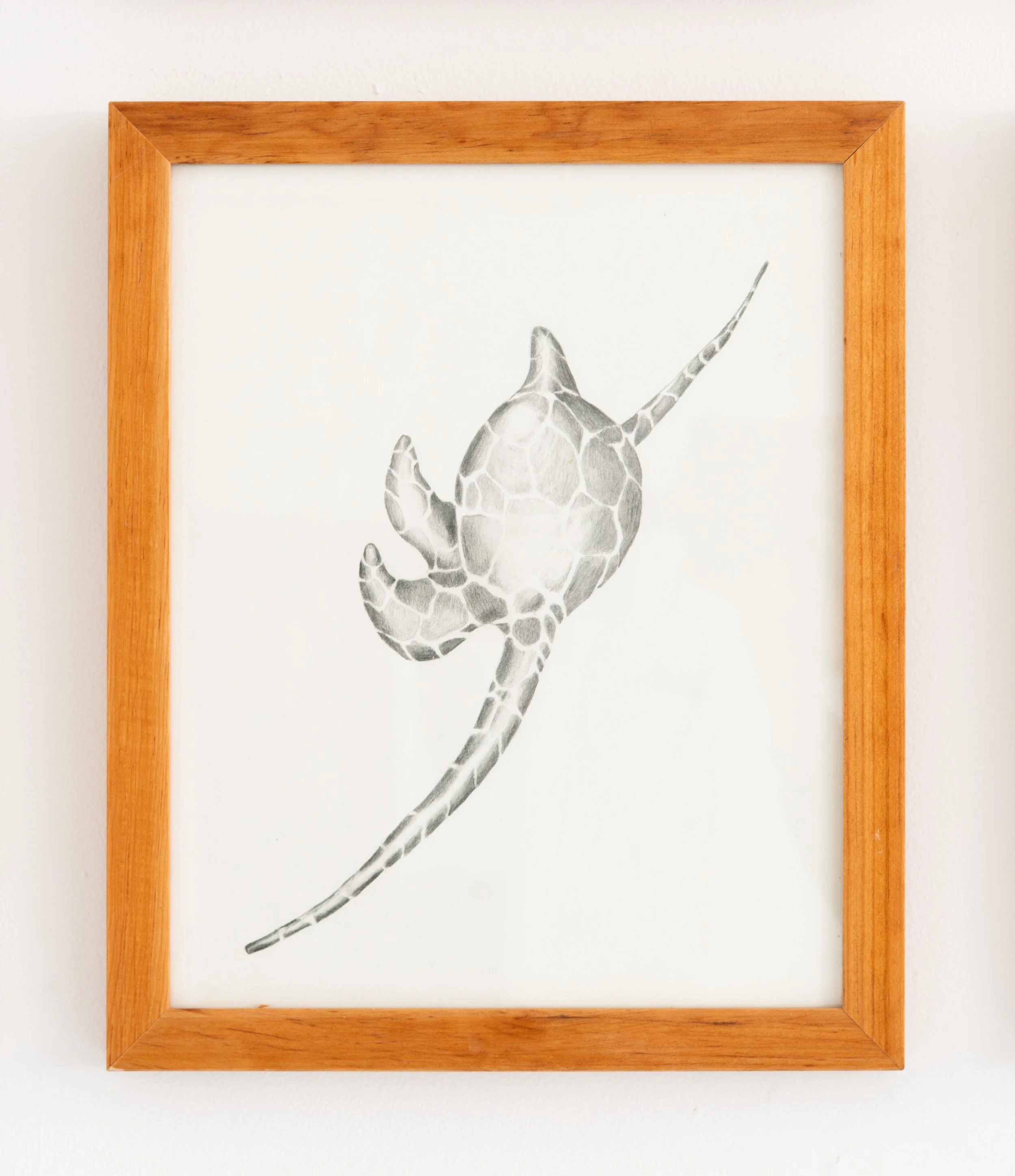 Miguel Ángel Salazar & Carlos Iván Hernández,  Nudibranquidae , 2024. Pencil on paper, 15 3/8 x 12 5/8 in.