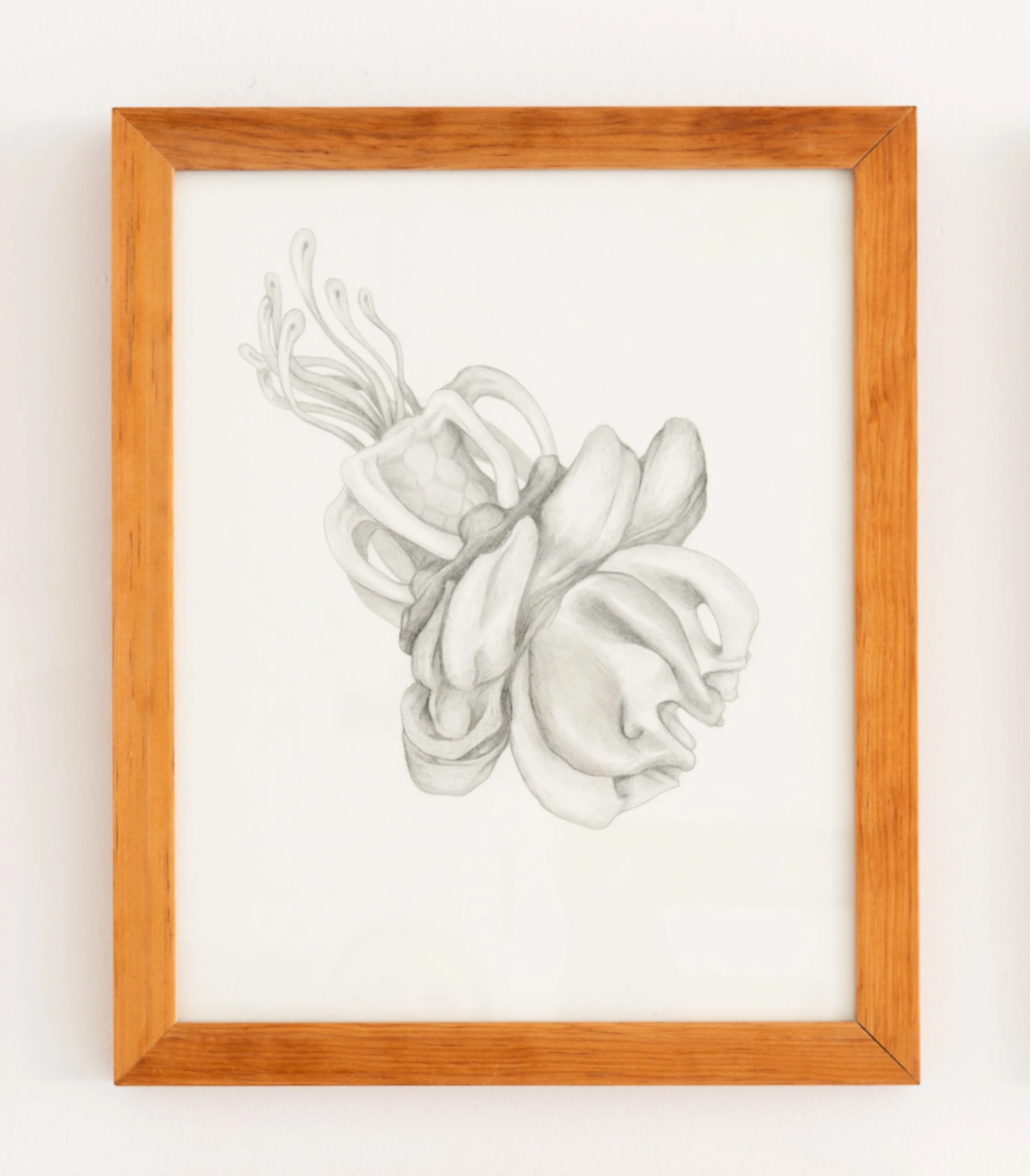 Miguel Ángel Salazar & Carlos Iván Hernández,  Actinoscyphia Rosalus , 2024. Pencil on paper, 15 3/8 x 12 5/8 in.
