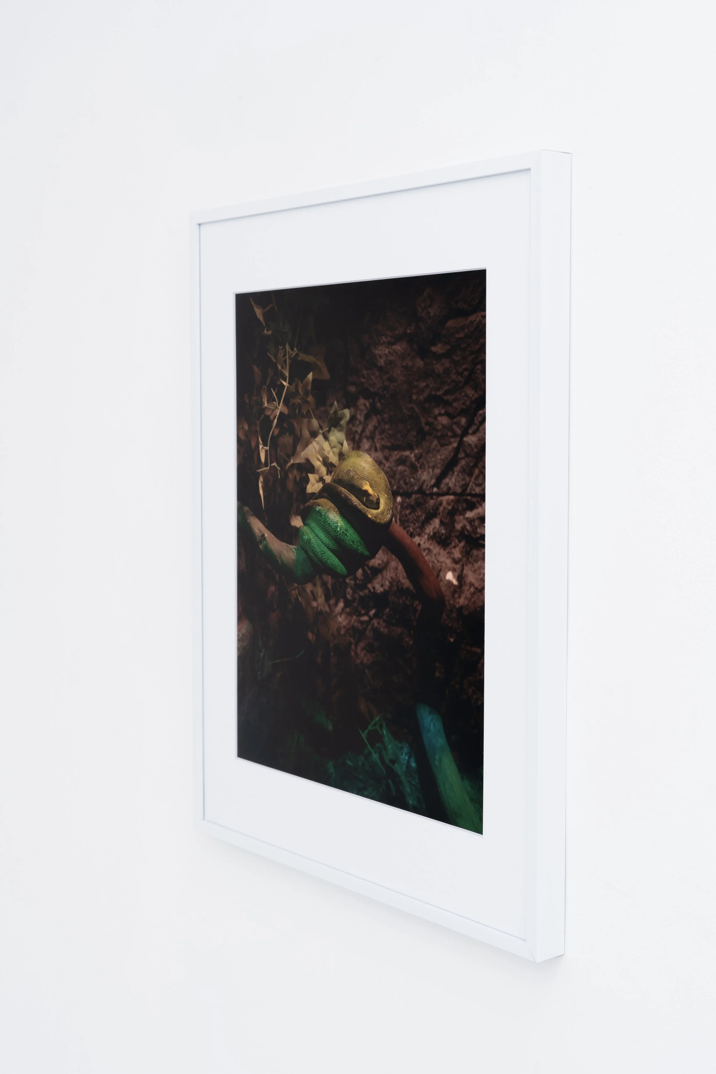 Amiko Li,  … Lurking , 2024 (detail). Inkjet print in aluminum frame, 20 3/16 x 16 3/16 x 1 in. Printed 2025. Edition of 3 plus 1 AP.