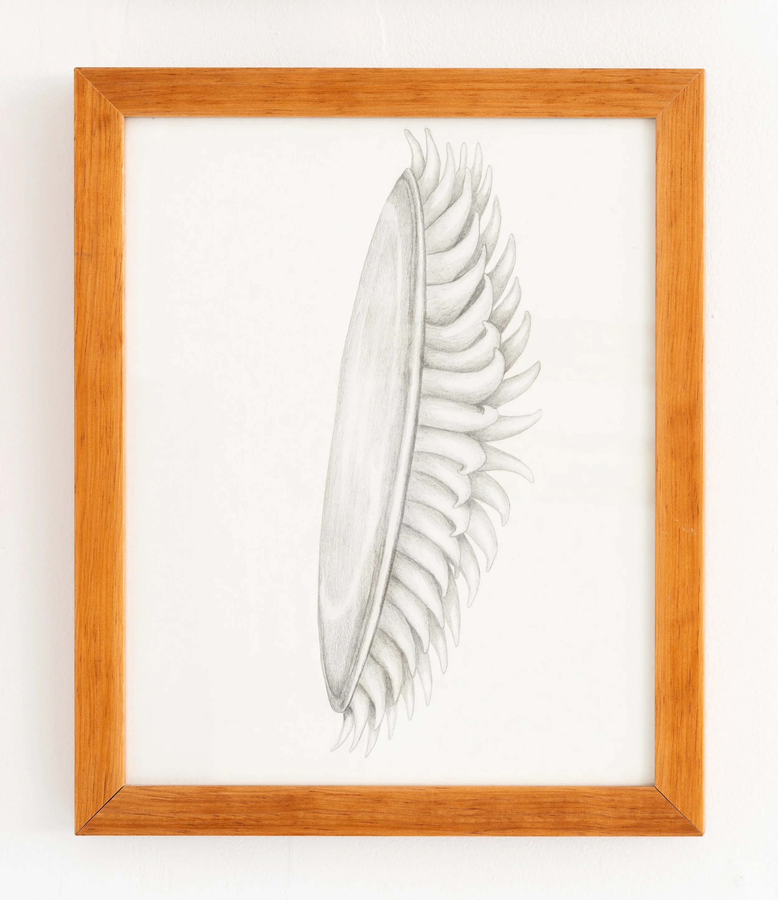 Miguel Ángel Salazar & Carlos Iván Hernández,  Mandradidae , 2024. Pencil on paper, 15 3/8 x 12 5/8 in.