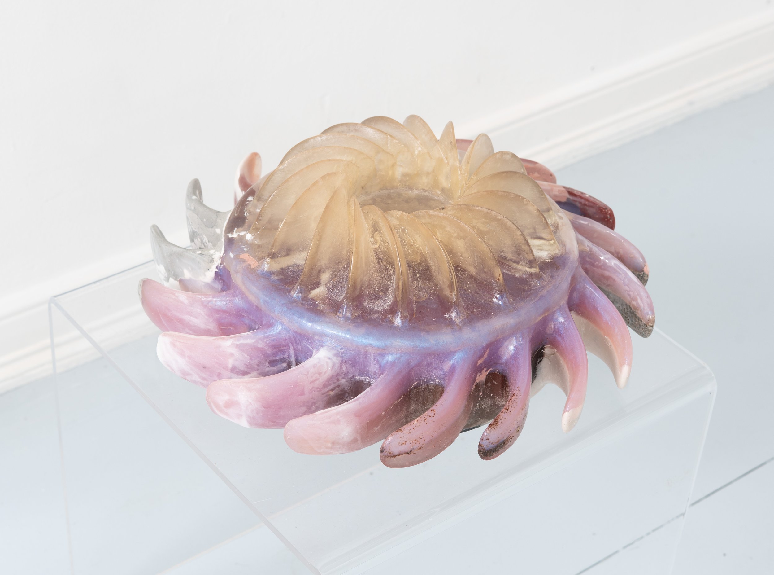 Miguel Ángel Salazar & Carlos Iván Hernández,  Aurora Stauridae , 2026. Cast Resin, 6 x 13 x 13 in.