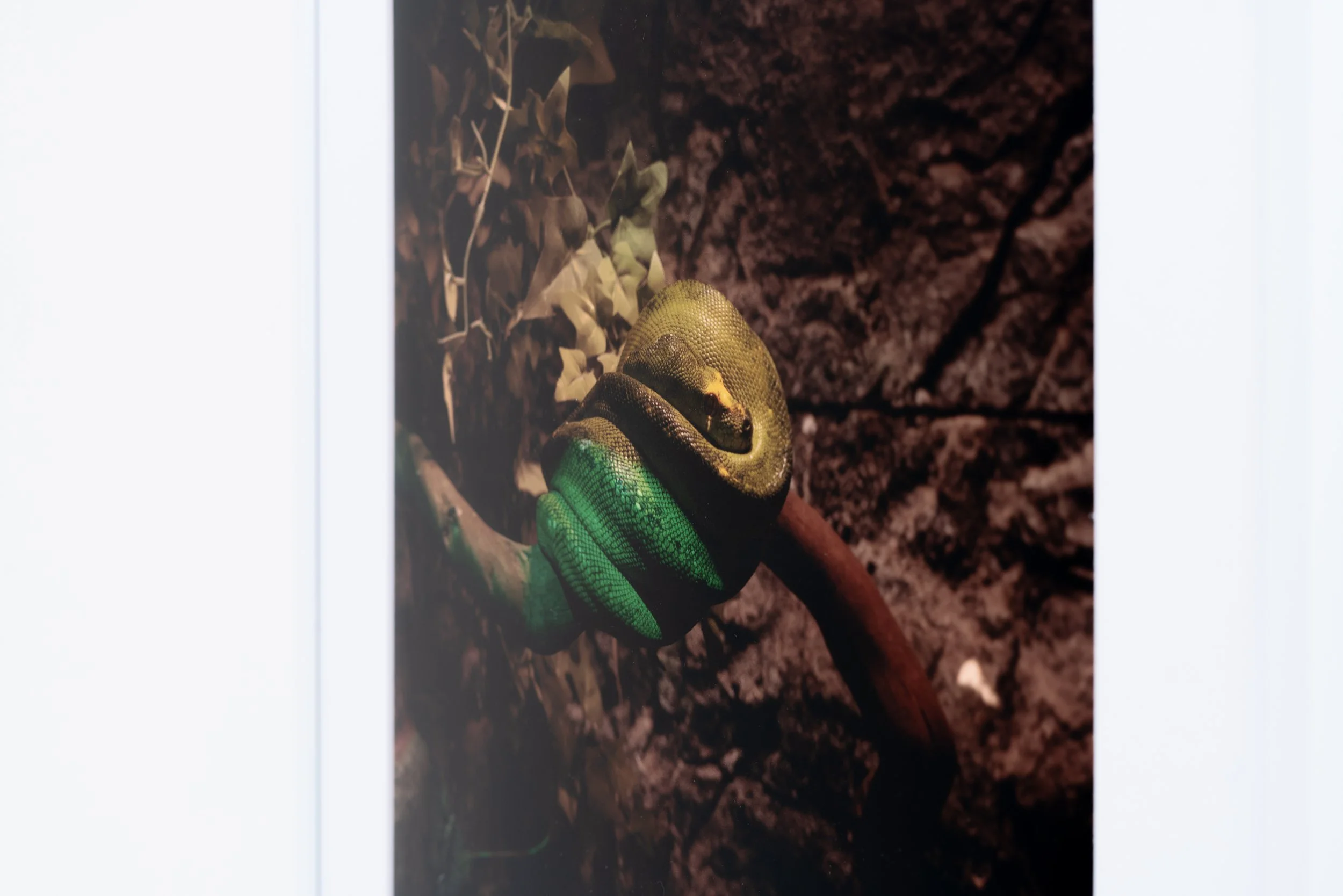 Amiko Li,  … Lurking , 2024 (detail). Inkjet print in aluminum frame, 20 3/16 x 16 3/16 x 1 in. Printed 2025. Edition of 3 plus 1 AP.