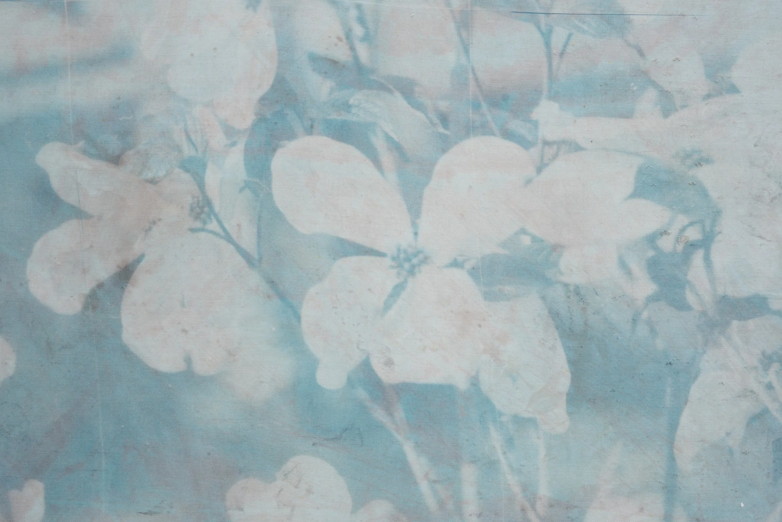 Pat Reynolds,  Flowering Dogwood , 2026 (detail). Toned cyanotype on cotton, maple, Danish oil; 43 x 43 x 1.5 in.