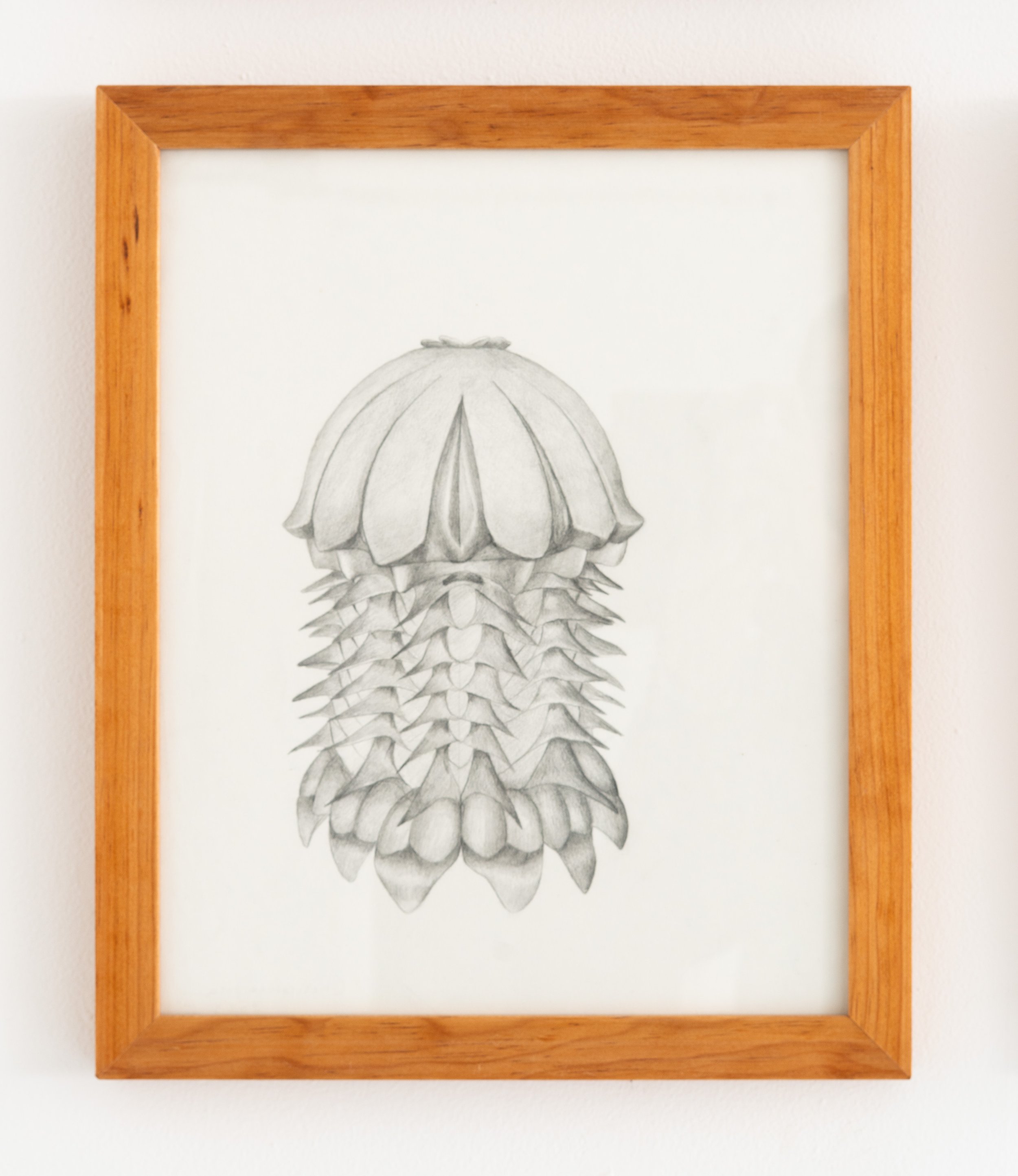 Miguel Ángel Salazar & Carlos Iván Hernández,  Celacóntida , 2024. Pencil on paper, 15 3/8 x 12 5/8 in.