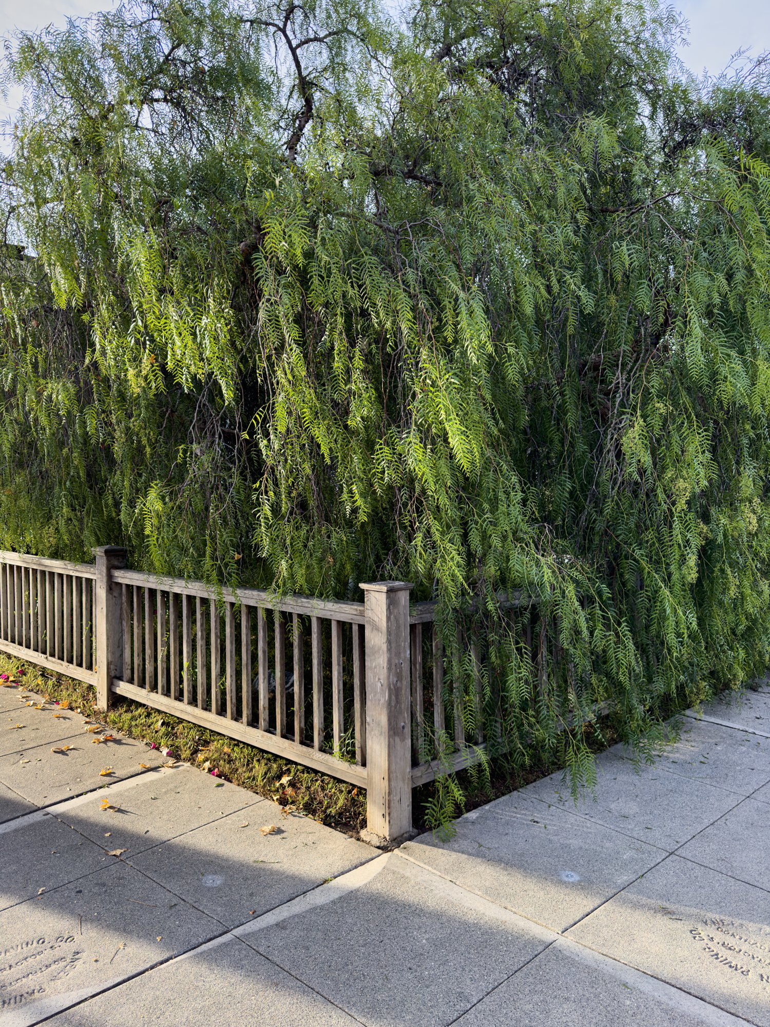 1352_Cedar_St_Santa_Monica_CA_0006.jpg