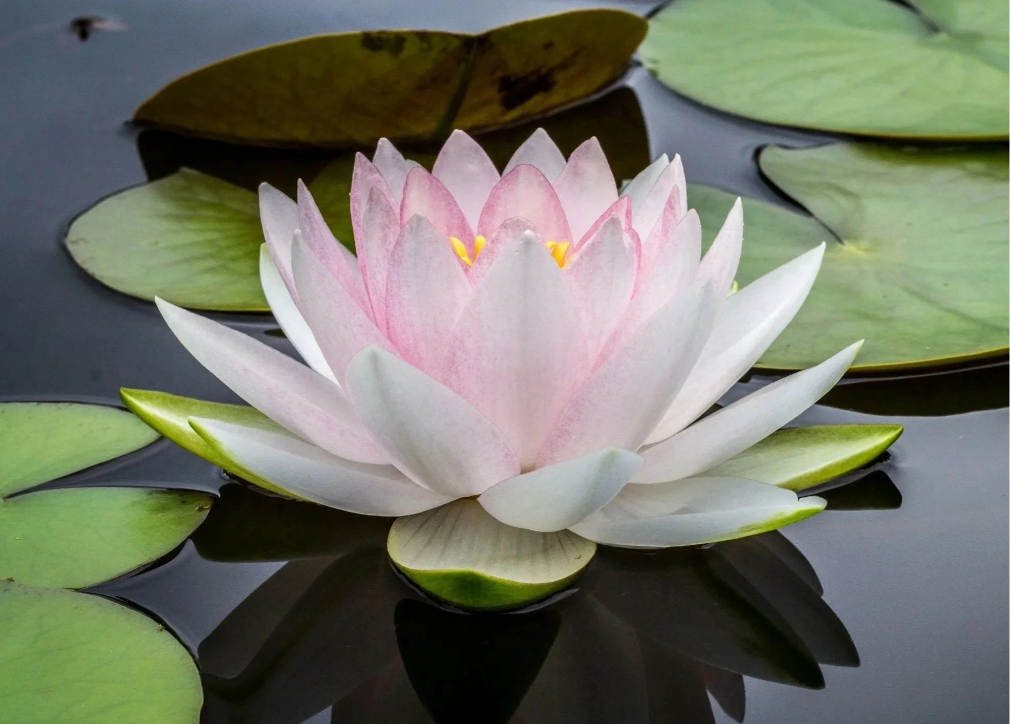 Find peace and balance with the Dalian Method
