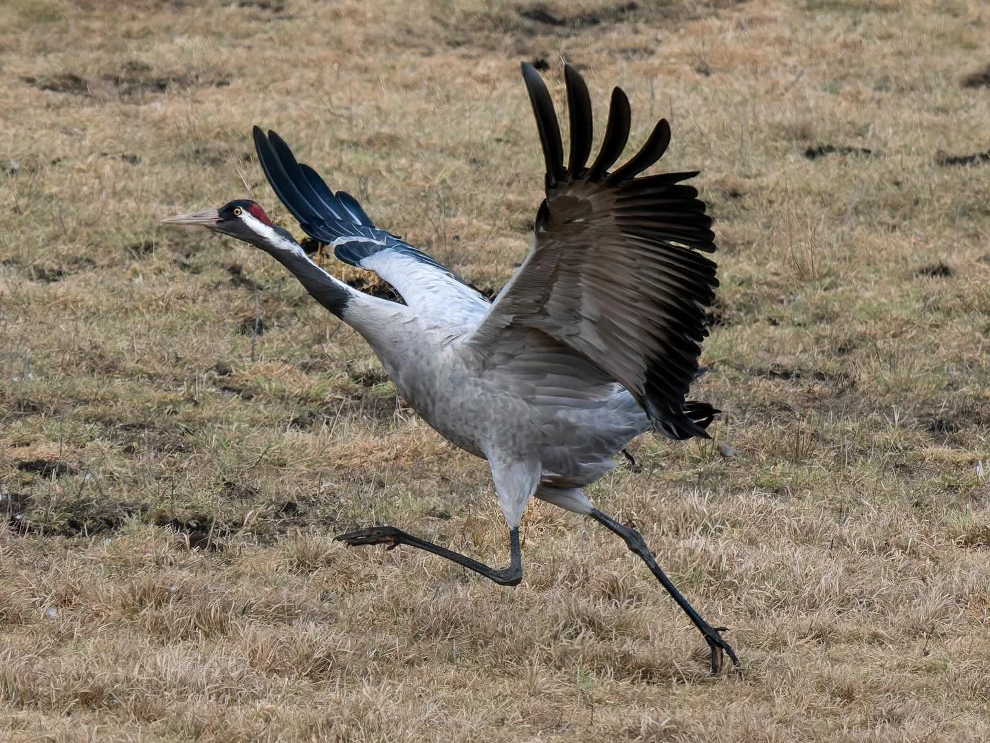 A sure sign of spring in Sweden is a visit to Trandansen at Lake Hornborga. Thousands of cranes gathering, dancing, and calling across the wetlands &mdash; a truly unforgettable spectacle of nature. 🌿✨

#hornborgasj&ouml;n #trandansen #cranes #sprin