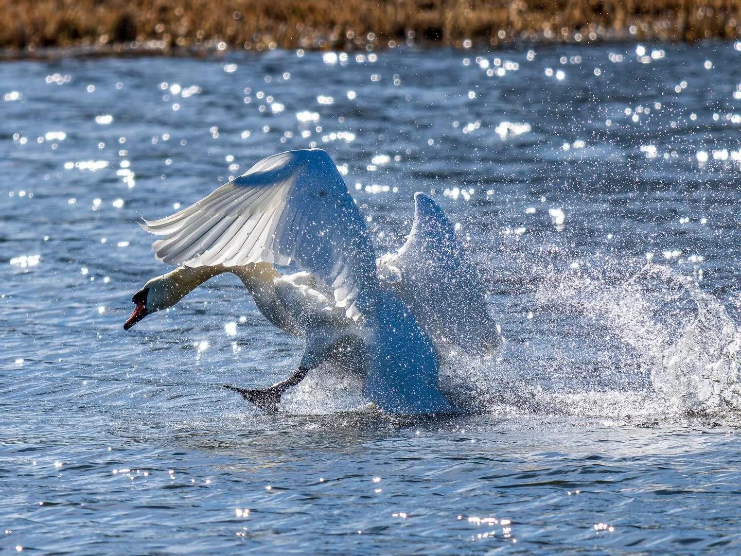 The first signs of spring at Lake T&aring;kern &mdash; early birds testing their wings as life slowly returns to the wetlands. A quiet, beautiful reminder that a new season is on its way. 🌿🕊️

#takern #springinsweden #birdwatching #wildlifephotogra