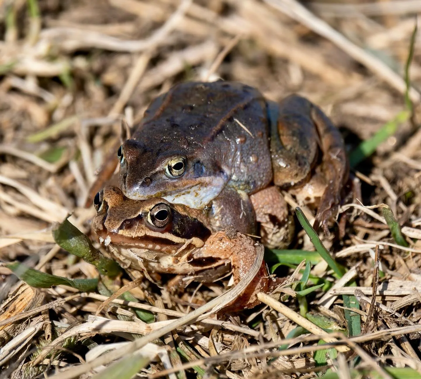 Well-camouflaged carpooling. :-) 🐸

#frogs #nature #wildlife #camouflage #naturphoto