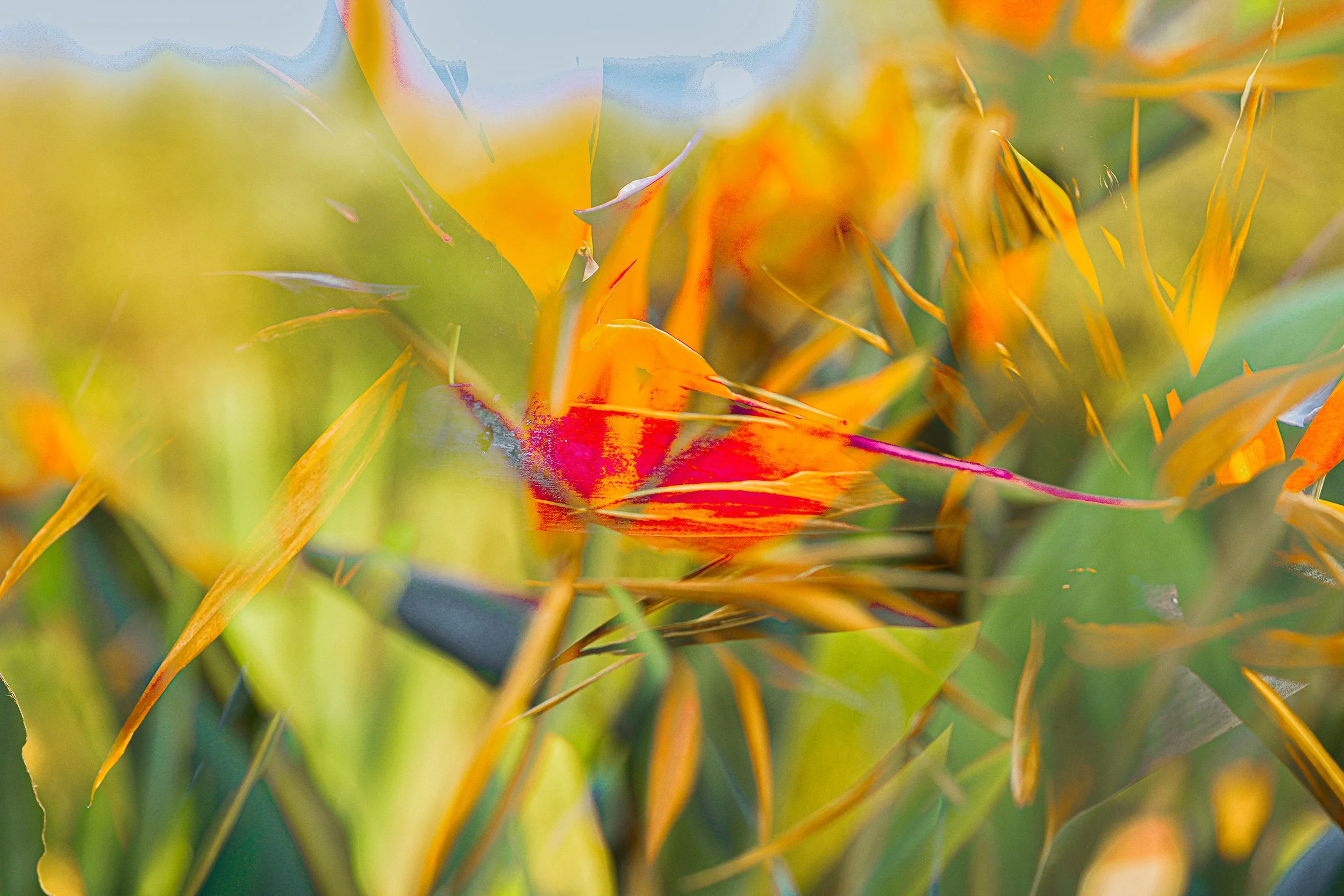 
Bird of Paradise #1  2022