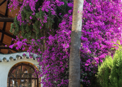 santillan-yoga-retreat-bougainvillea.png