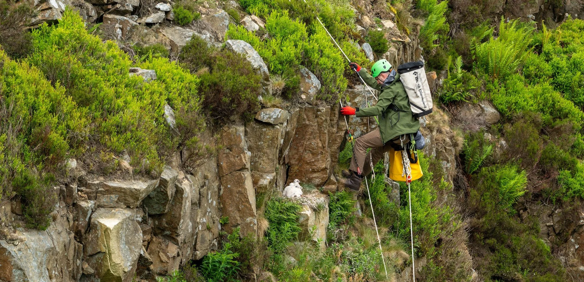 Rope access climber at a raptor nest