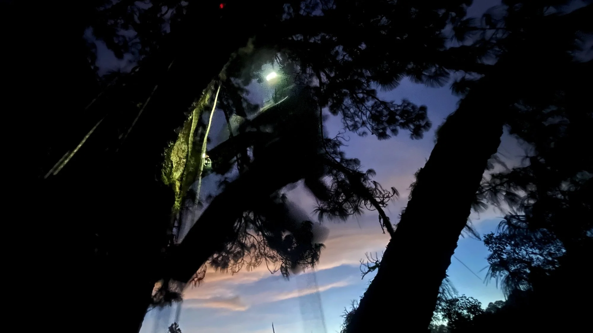 Climbing at dawn in the cloud forest