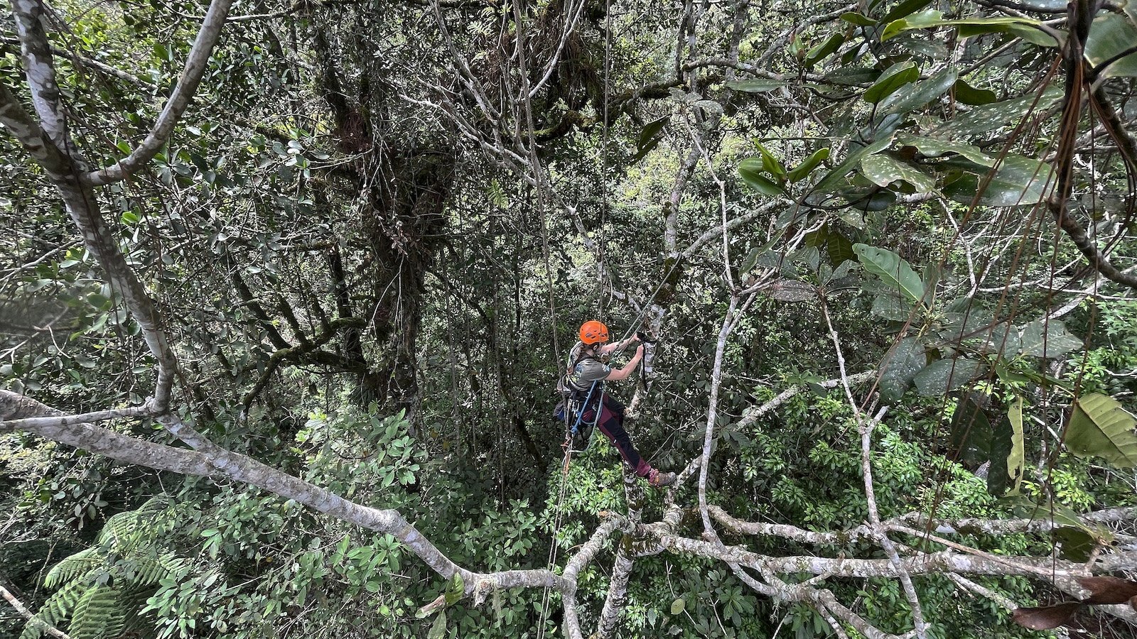 Scientist in the canopy attaches a camera trap