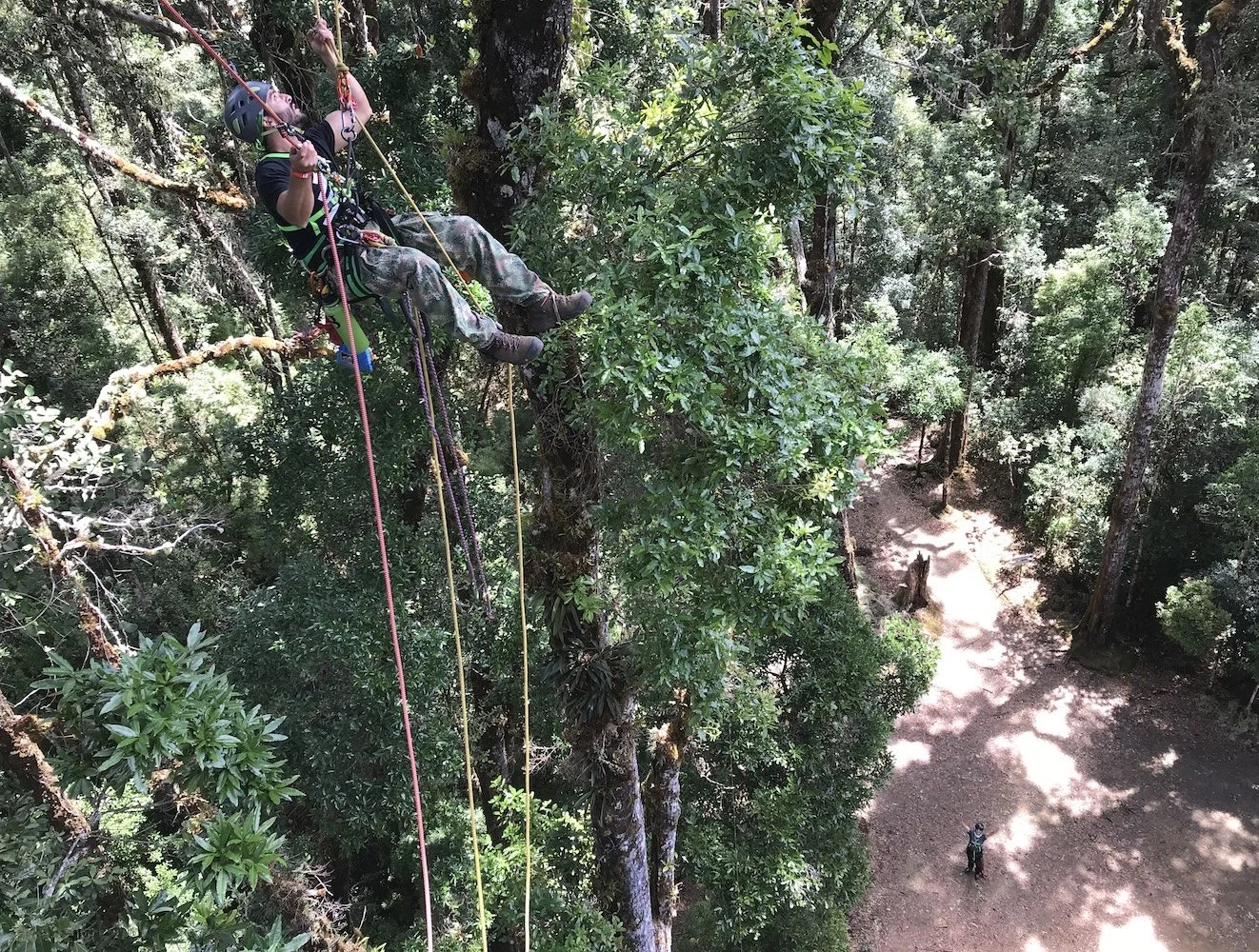 Scientist on ropes in the trees