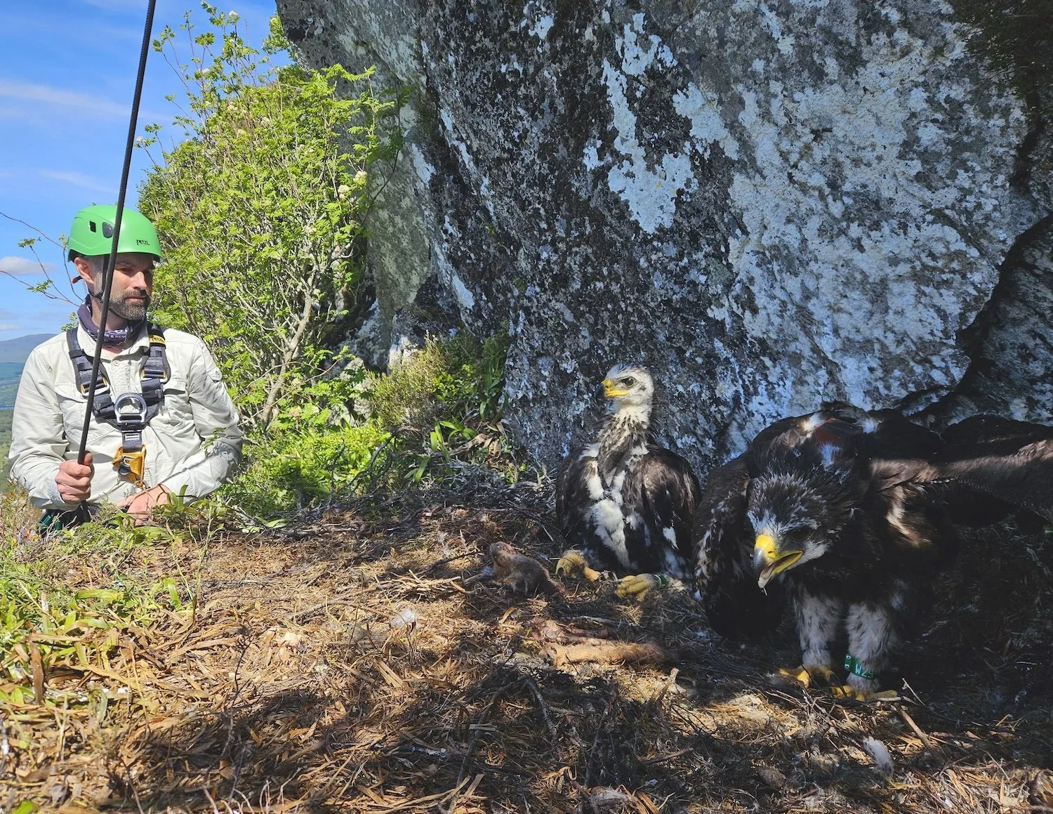 Raptor worker at a golden eagle nest. Two golden eagle chicks. Colour ringed. Man in green helmet and safety harness and rope.