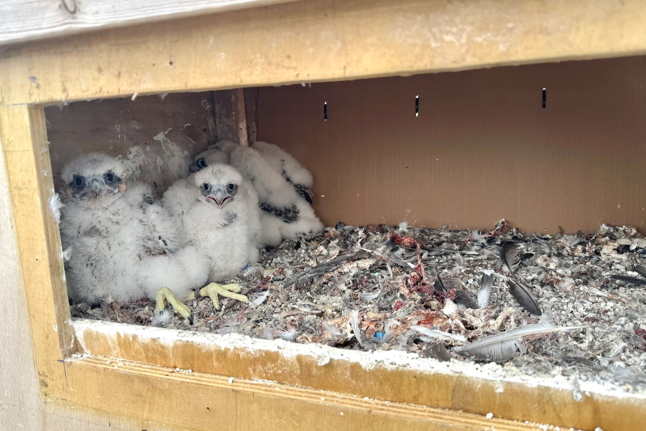 Peregrine chicks in a nest box.