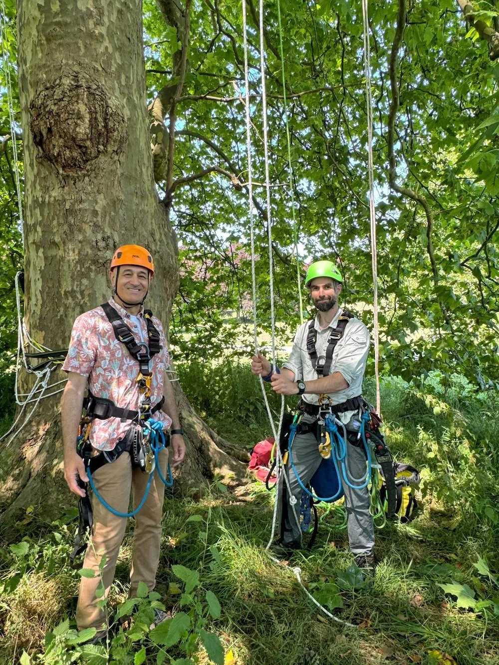 Tree climbers at the base of tree