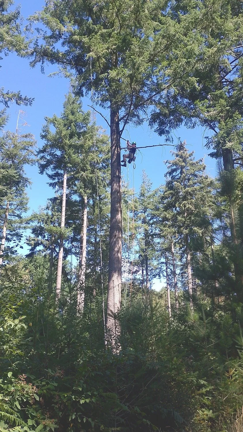 Raptor worker climbing a tree. Douglas Fir forest. Wearing satay critical equipment.