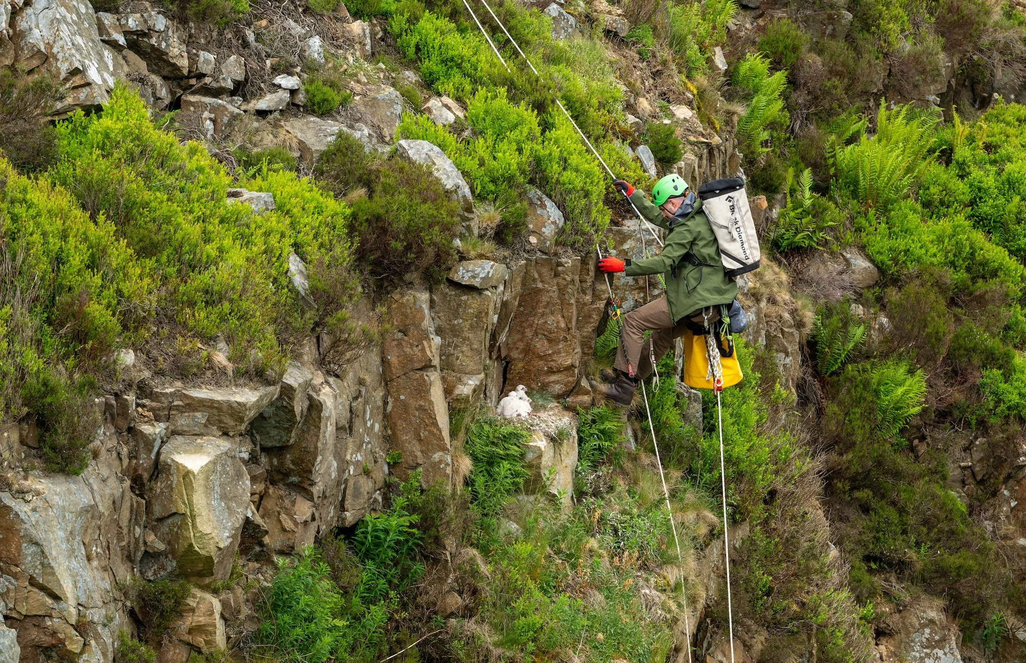 Raptor worker on ropes at a peregrine nest.