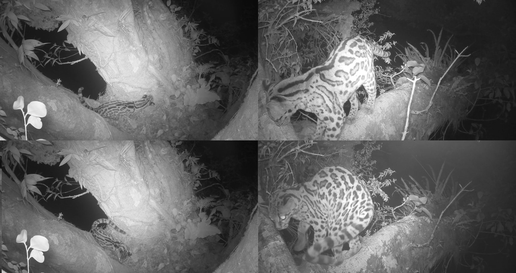 Camera trap images at night of Margay