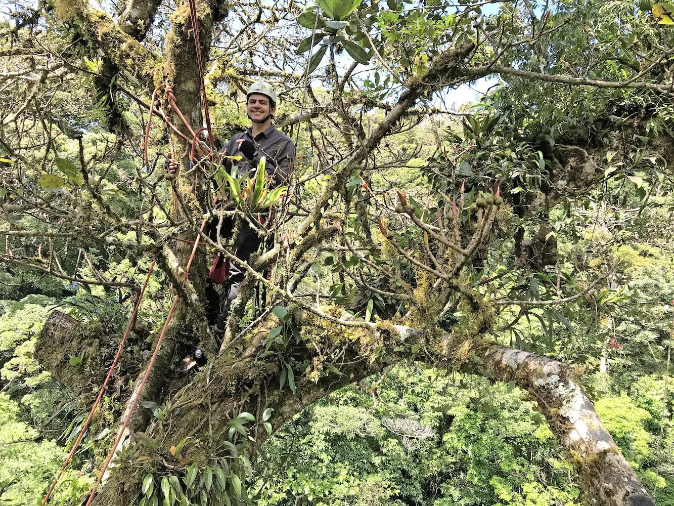 Research scientist in jungle canopy