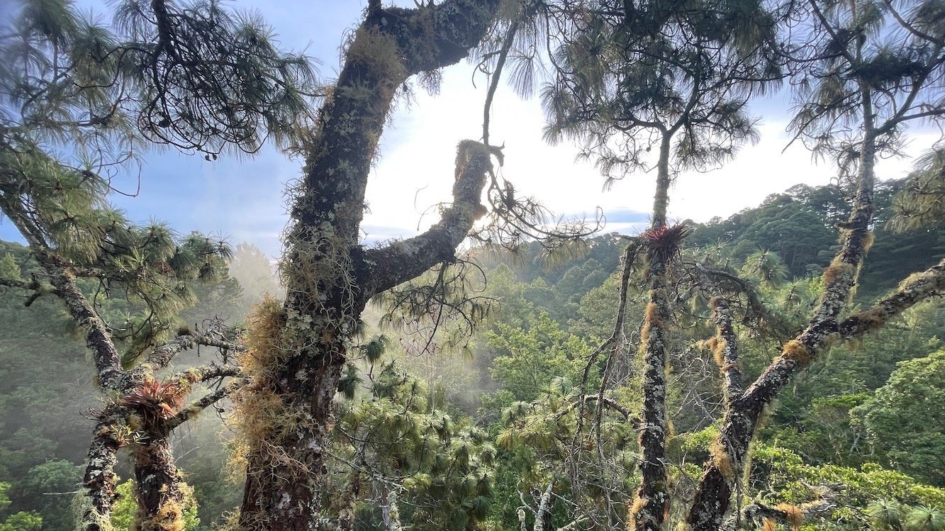 Early morning view in the cloud forest