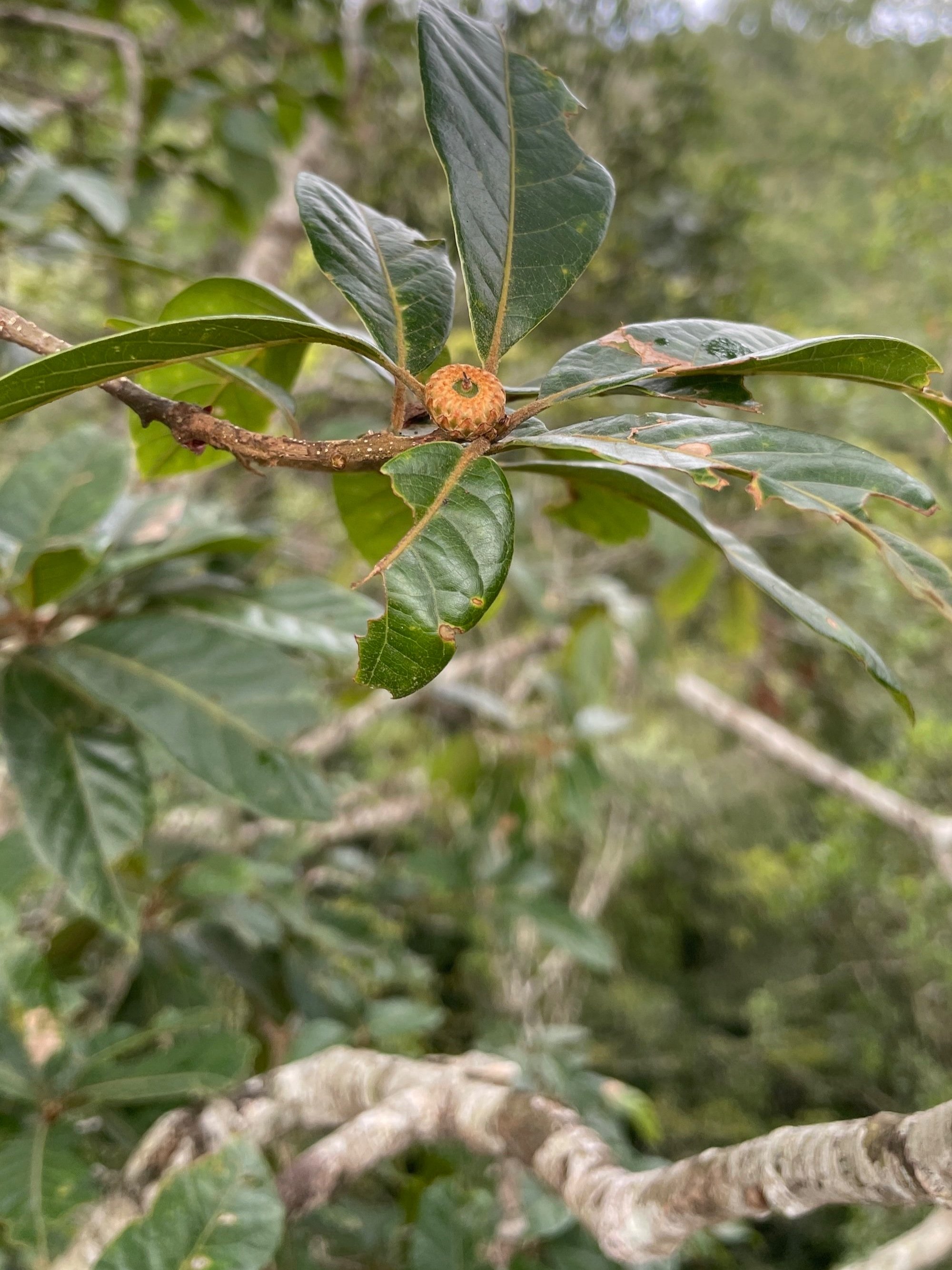 Tropical Oak tree acorn